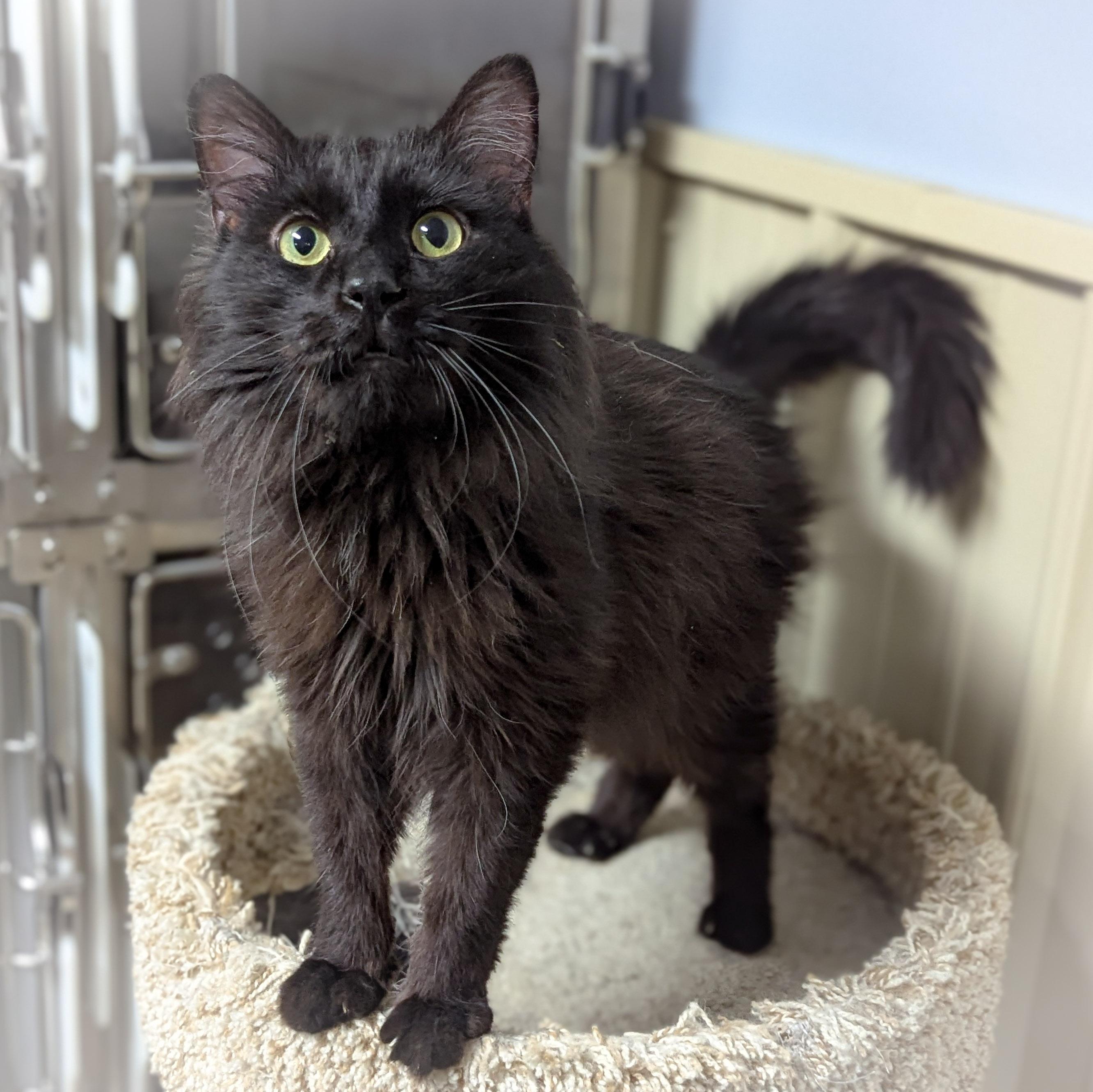 Enlarge McIntosh , an adopted mixed breed in Griffith, IN image 3/4