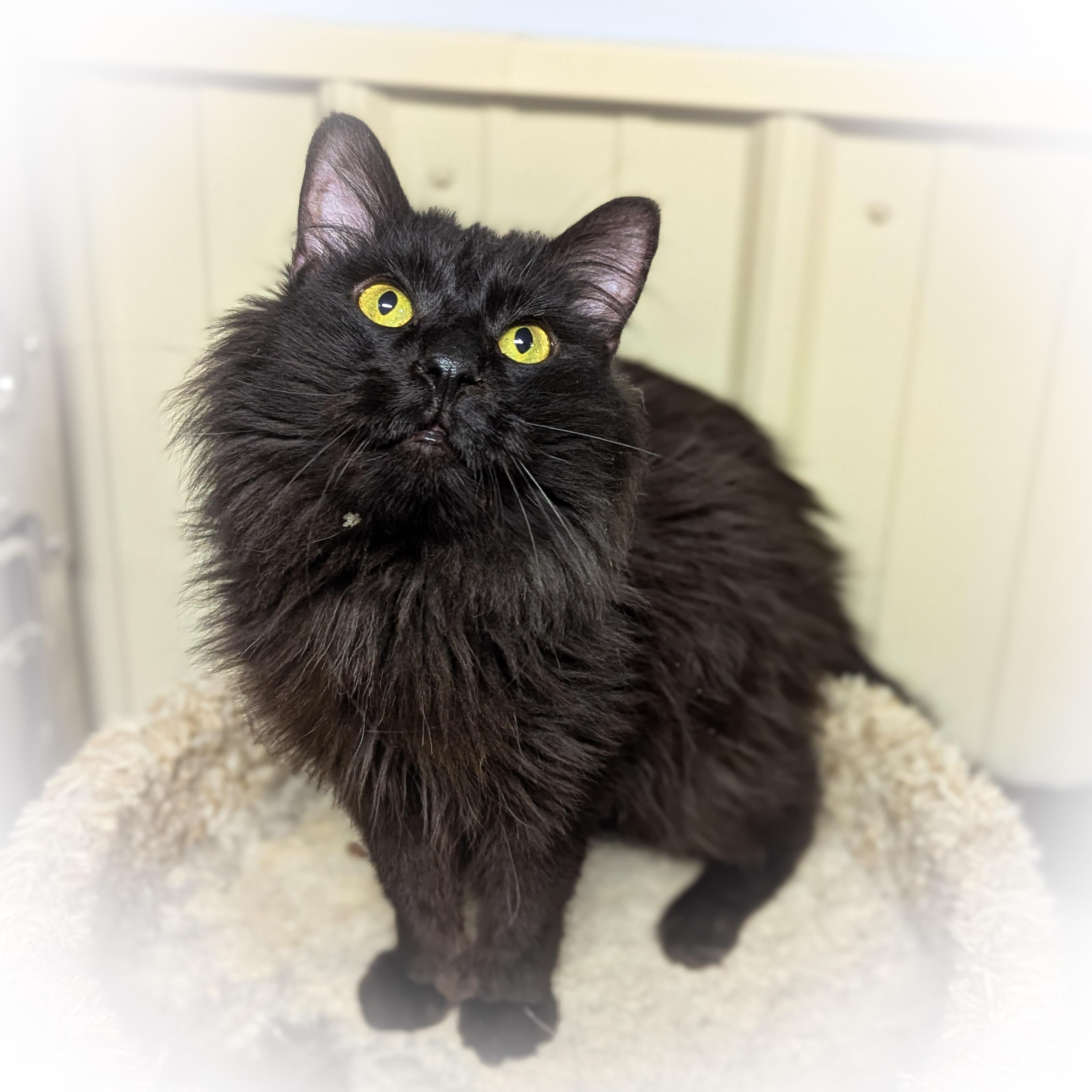 Enlarge McIntosh , an adopted mixed breed in Griffith, IN image 2/4