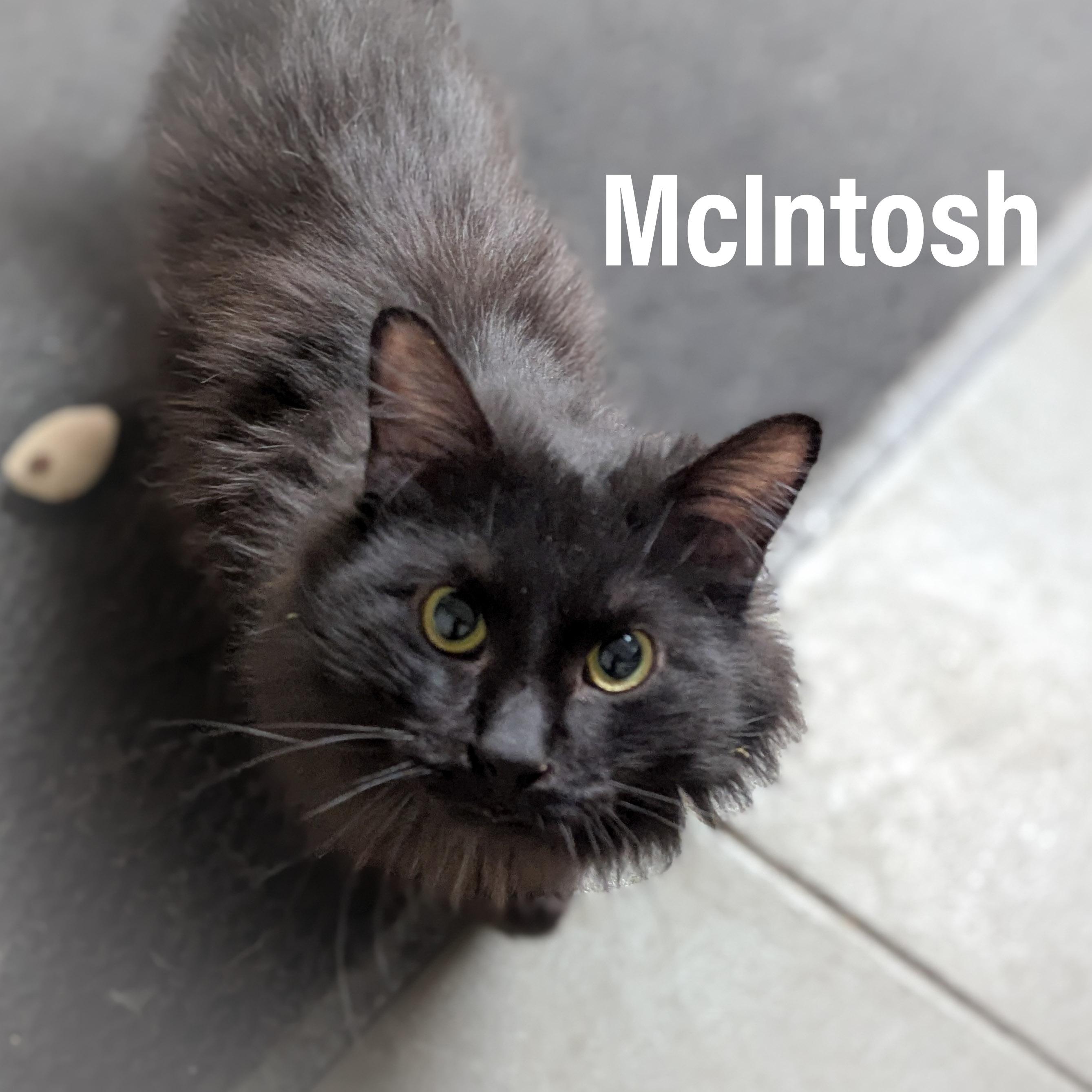 Enlarge McIntosh , an adopted mixed breed in Griffith, IN image 4/4