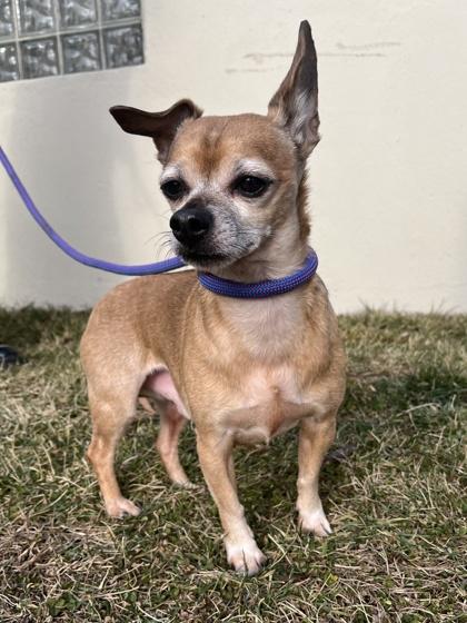 Enlarge Peanut, a Adoptable mixed breed in New Hope, PA image 1/3