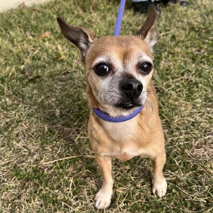 Enlarge Peanut, a Adoptable mixed breed in New Hope, PA image 2/3