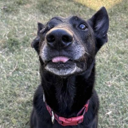 Blade, Adoptable, Senior Male German Shepherd Dog & Shepherd.