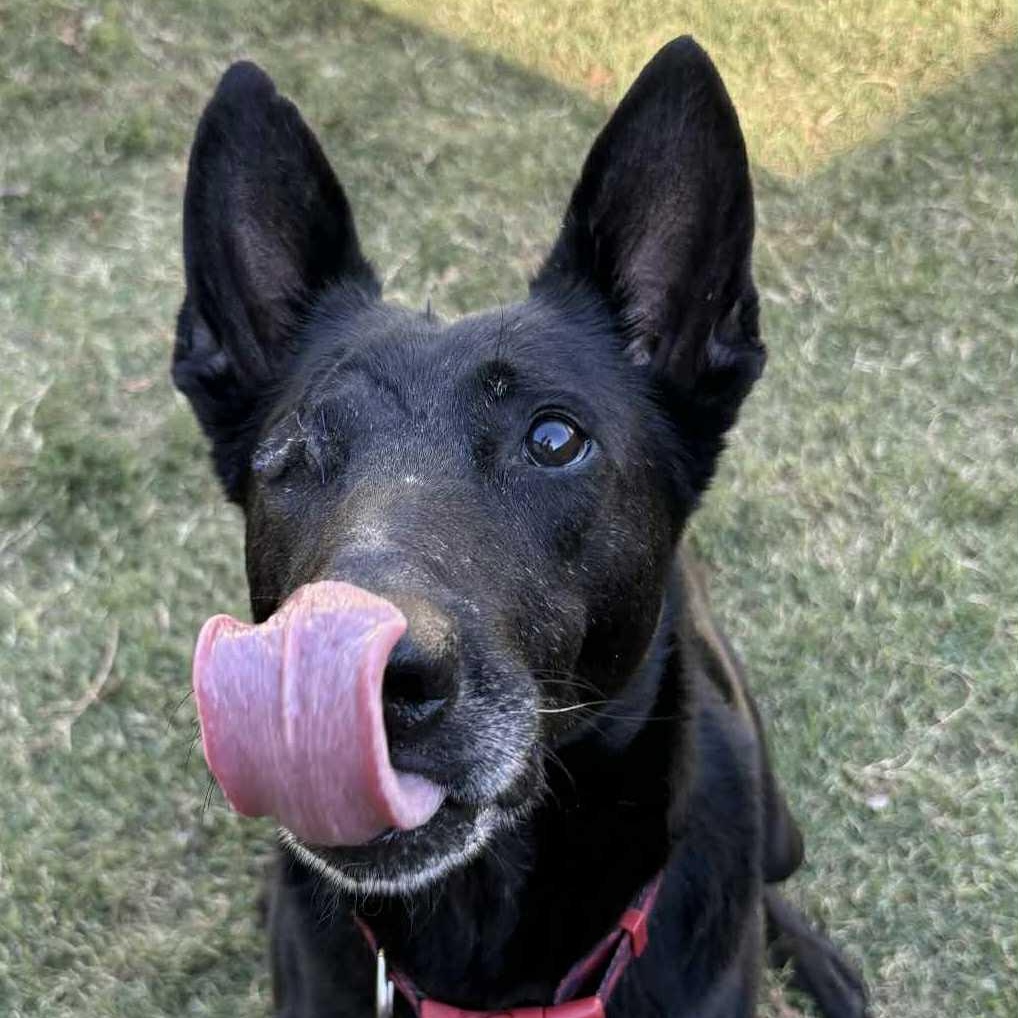 Enlarge Blade, a Adoptable mixed breed in The Colony, TX image 6/6