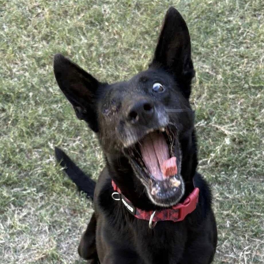 Enlarge Blade, a Adoptable mixed breed in The Colony, TX image 2/6