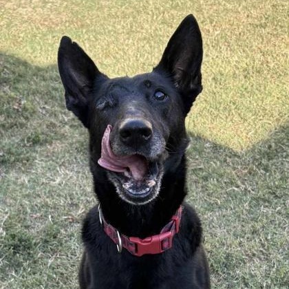 Enlarge Blade, a Adoptable mixed breed in The Colony, TX image 5/6