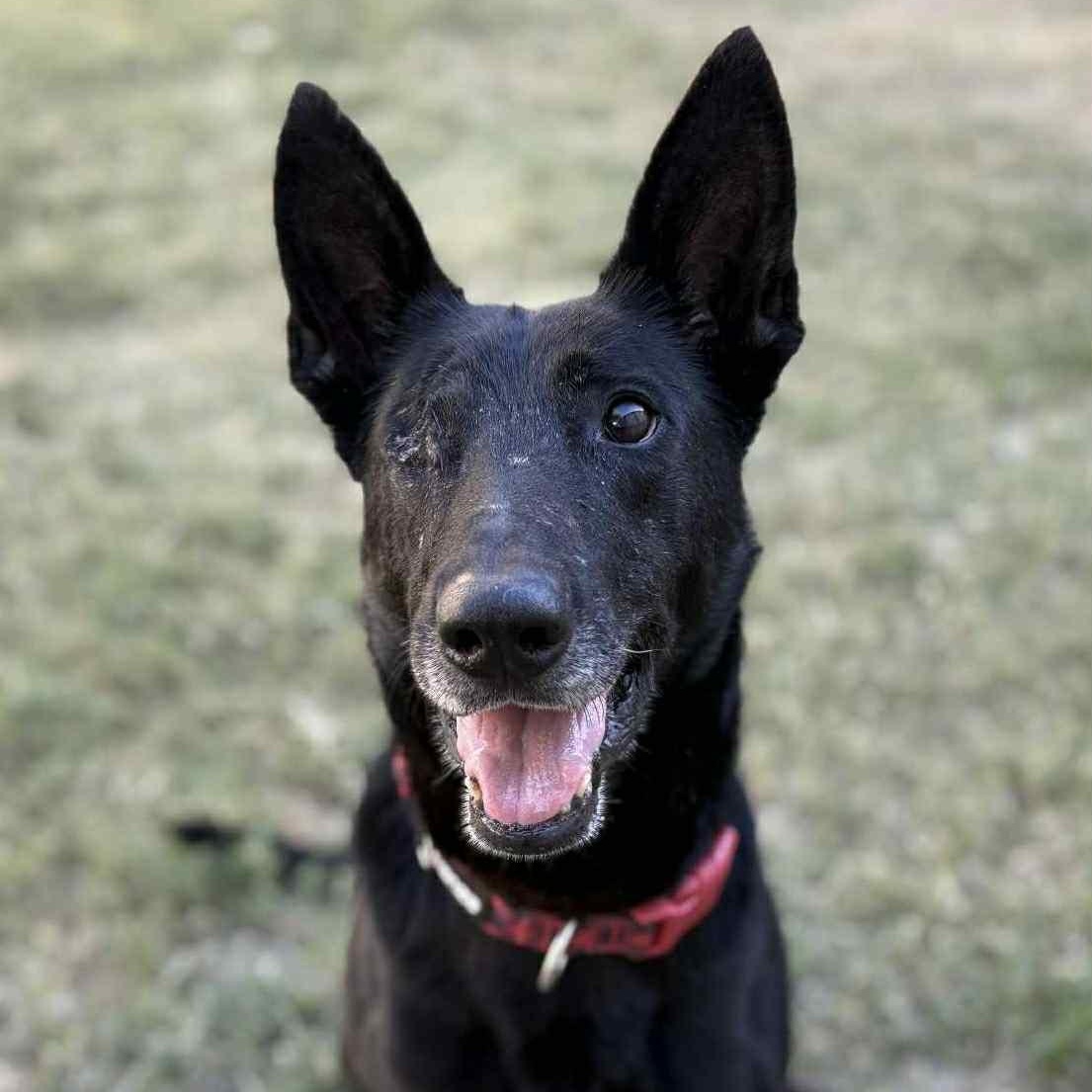 Blade, Adoptable, Senior Male German Shepherd Dog & Shepherd.