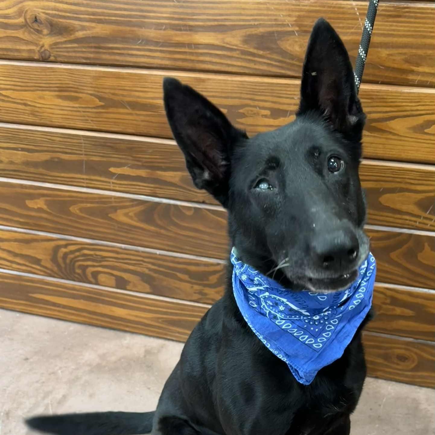 Enlarge Blade, a Adoptable mixed breed in The Colony, TX image 4/6