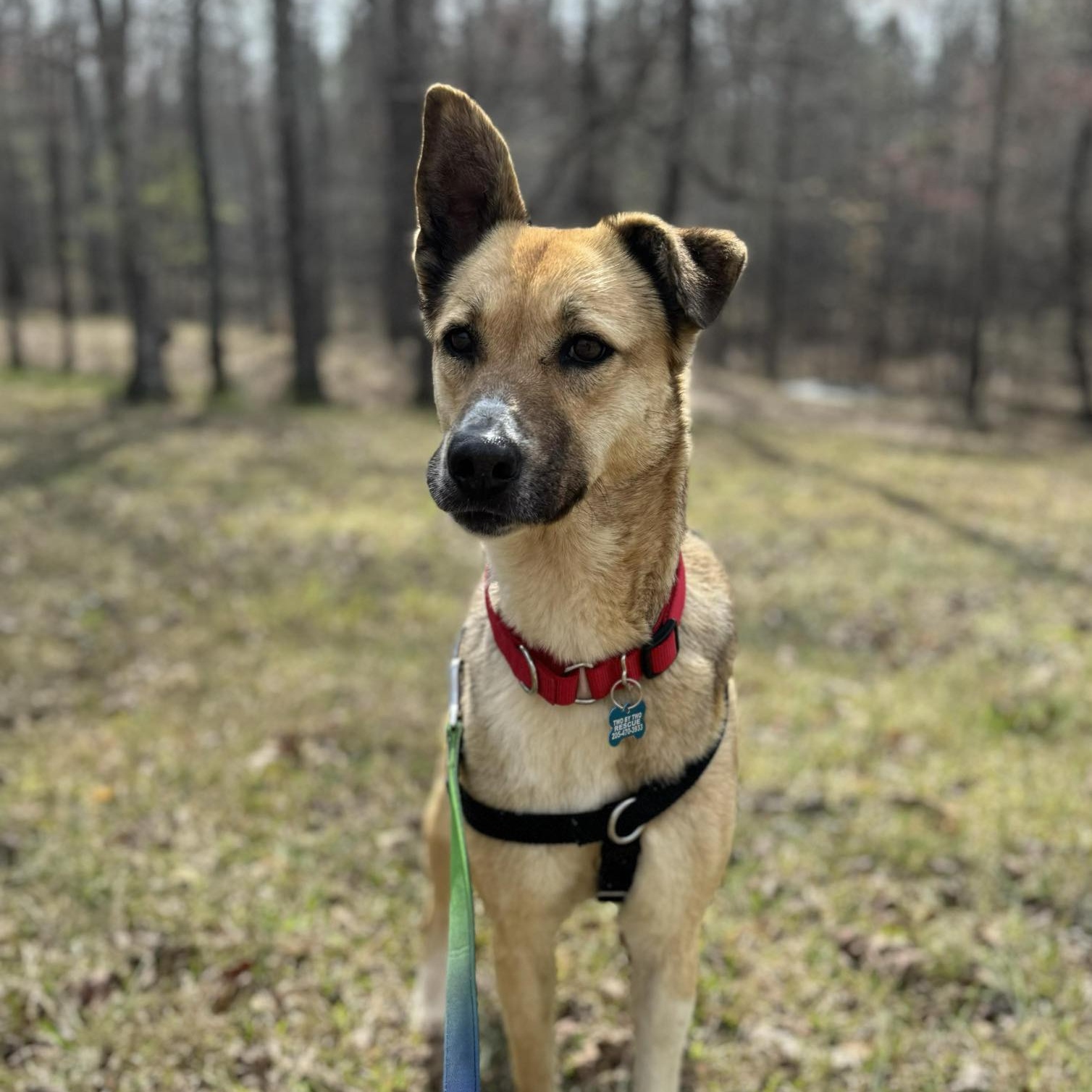 Freedom, a Adoptable mixed breed in Helena, AL image 2/6