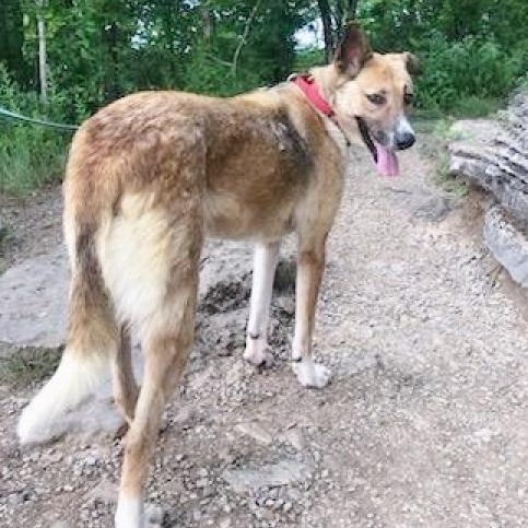 Freedom, a Adoptable mixed breed in Helena, AL image 6/6