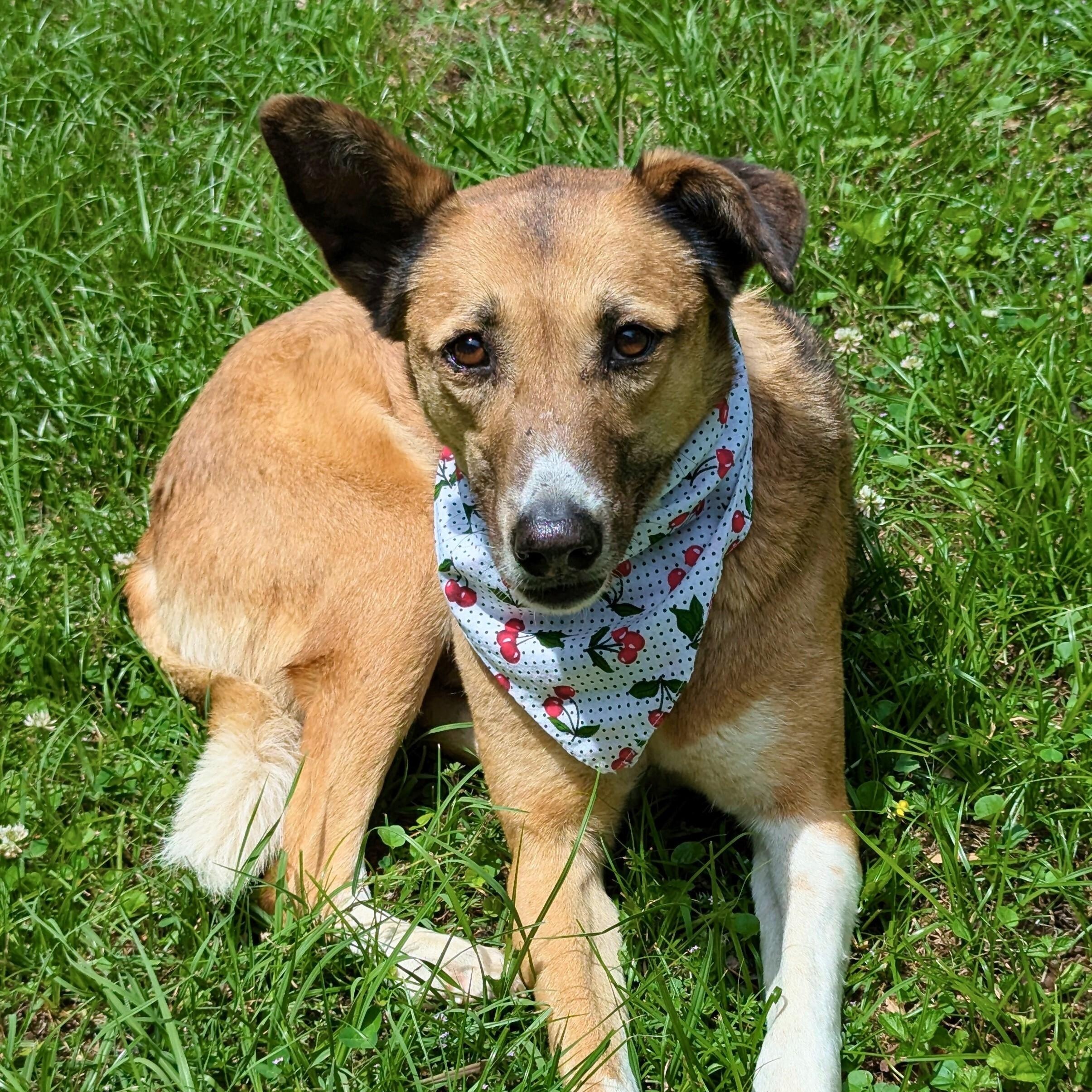 Enlarge Freedom, a Adoptable mixed breed in Helena, AL image 2/5