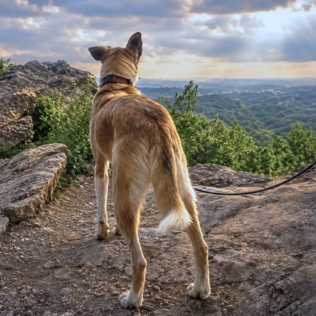 Freedom, a Adoptable mixed breed in Helena, AL image 4/5