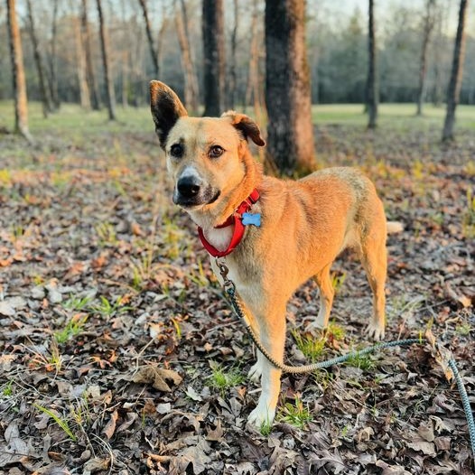 Freedom, a Adoptable mixed breed in Helena, AL image 4/6