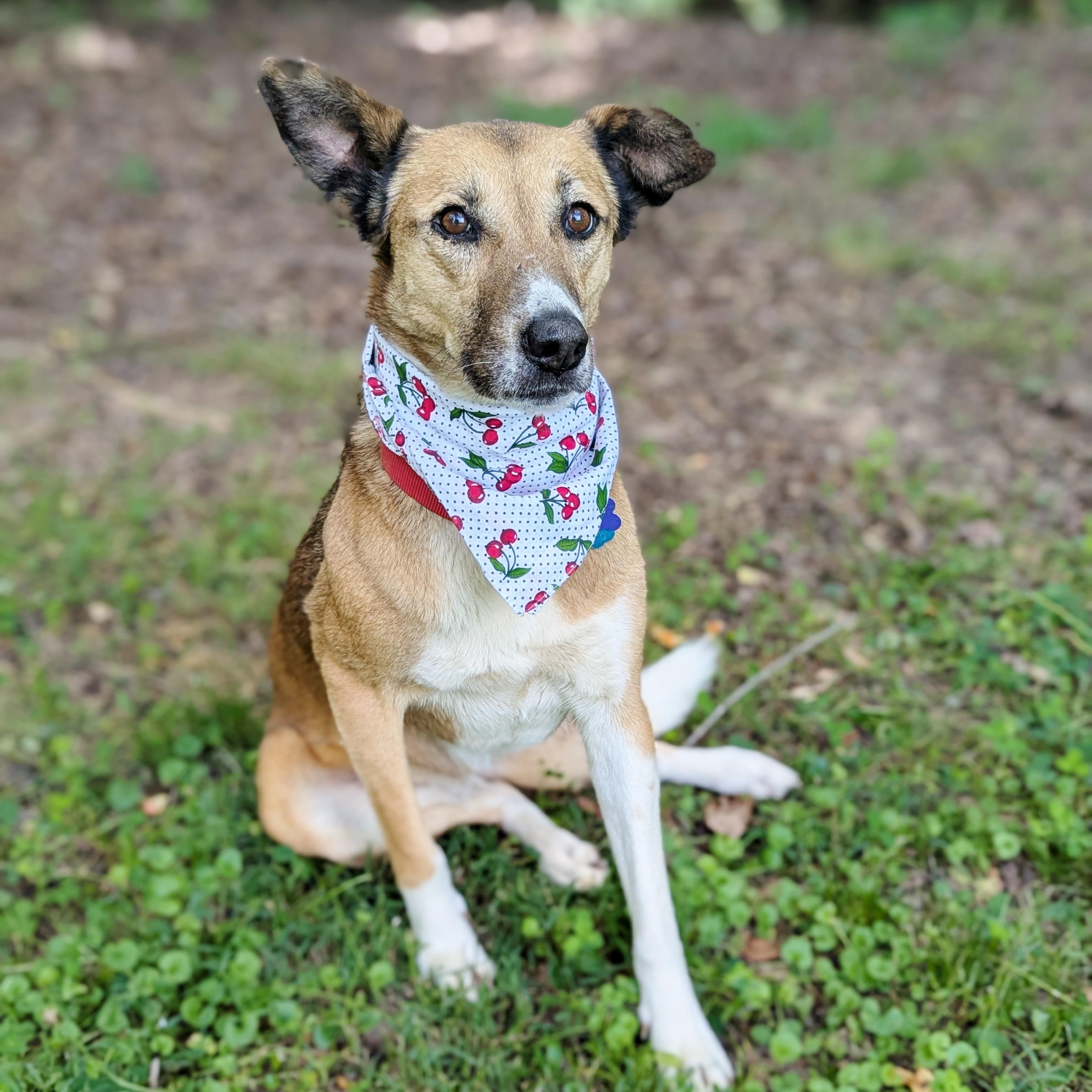 Freedom, Adoptable, Adult Female Canaan Dog.