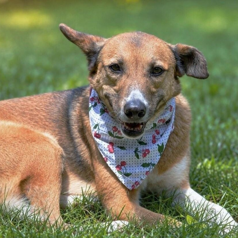 Freedom, Adoptable, Adult Female Canaan Dog.
