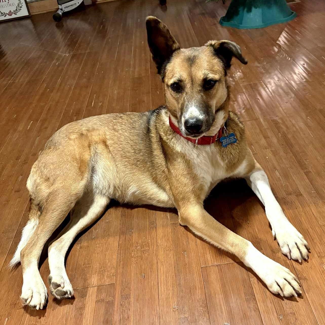 Freedom, a Adoptable mixed breed in Helena, AL image 1/6