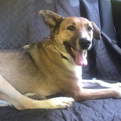 Freedom, a Adoptable mixed breed in Helena, AL image 3/6