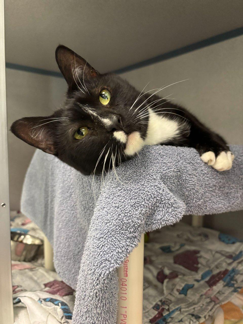 Enlarge Mylo, a Adoptable Domestic Short Hair in Raleigh, NC image 1/3