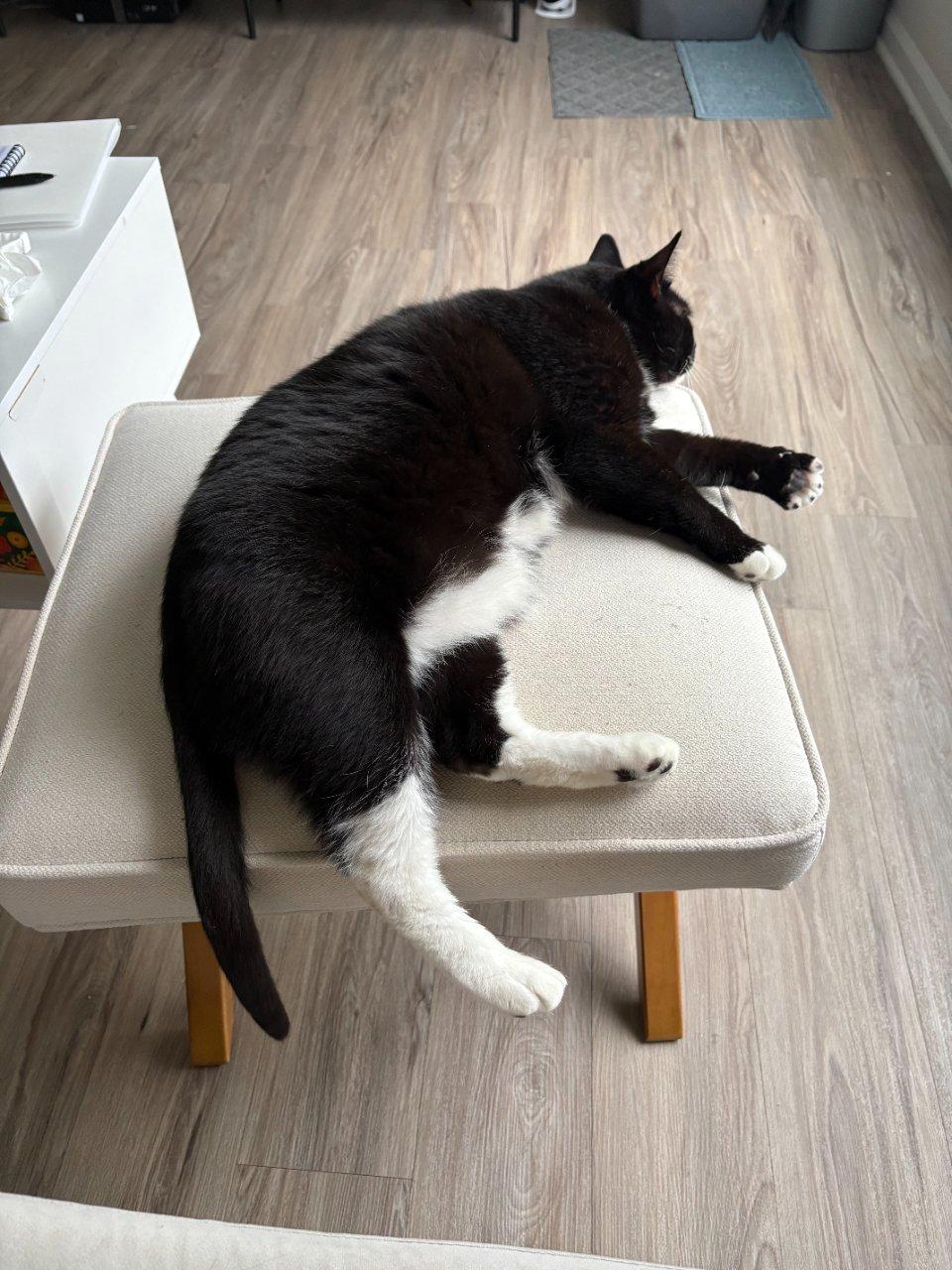Enlarge Mylo, a Adoptable Domestic Short Hair in Raleigh, NC image 2/3