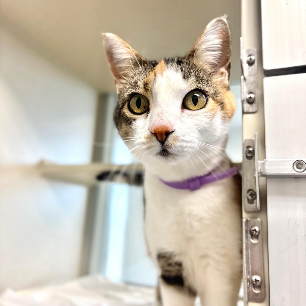 Winchester, Adoptable, Senior Female Domestic Short Hair.