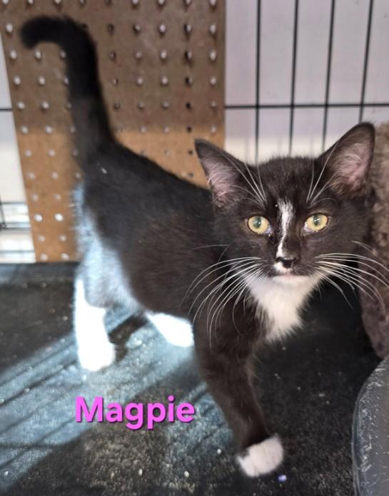 Magpie, Adoptable, Young Female Domestic Short Hair.