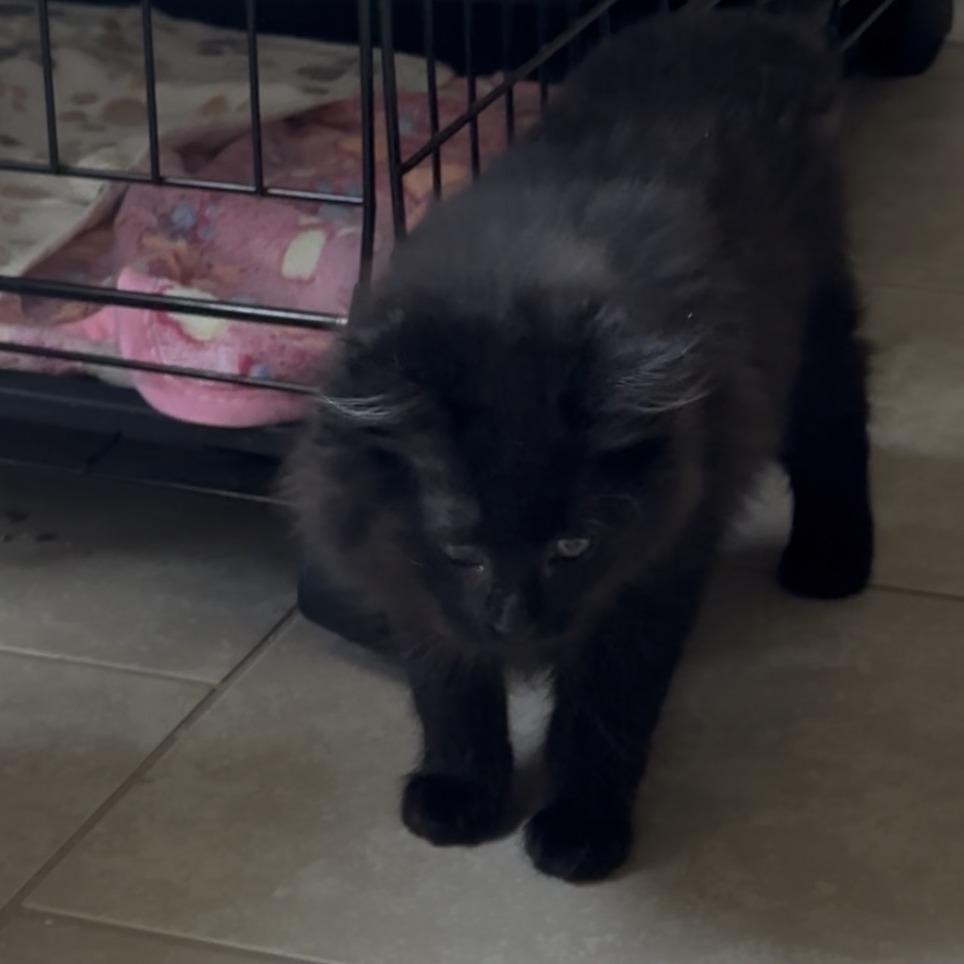 Potato, Adoptable, Young Female Domestic Long Hair.