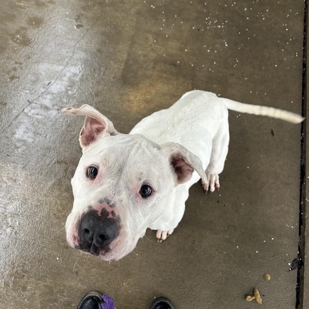 Enlarge Bella, a Adoptable American Bulldog in Greenville, PA image 1/6