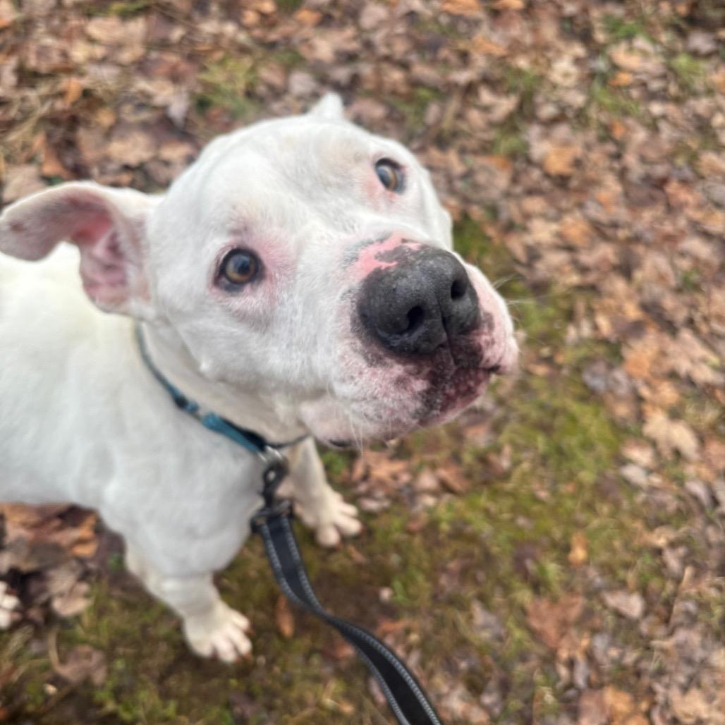 Enlarge Bella, a Adoptable American Bulldog in Greenville, PA image 2/6