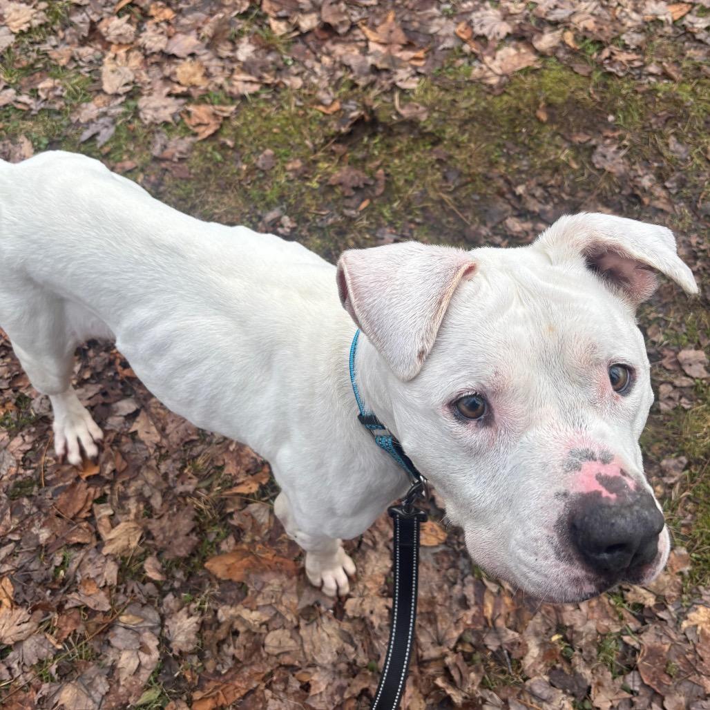 Enlarge Bella, a Adoptable American Bulldog in Greenville, PA image 3/6