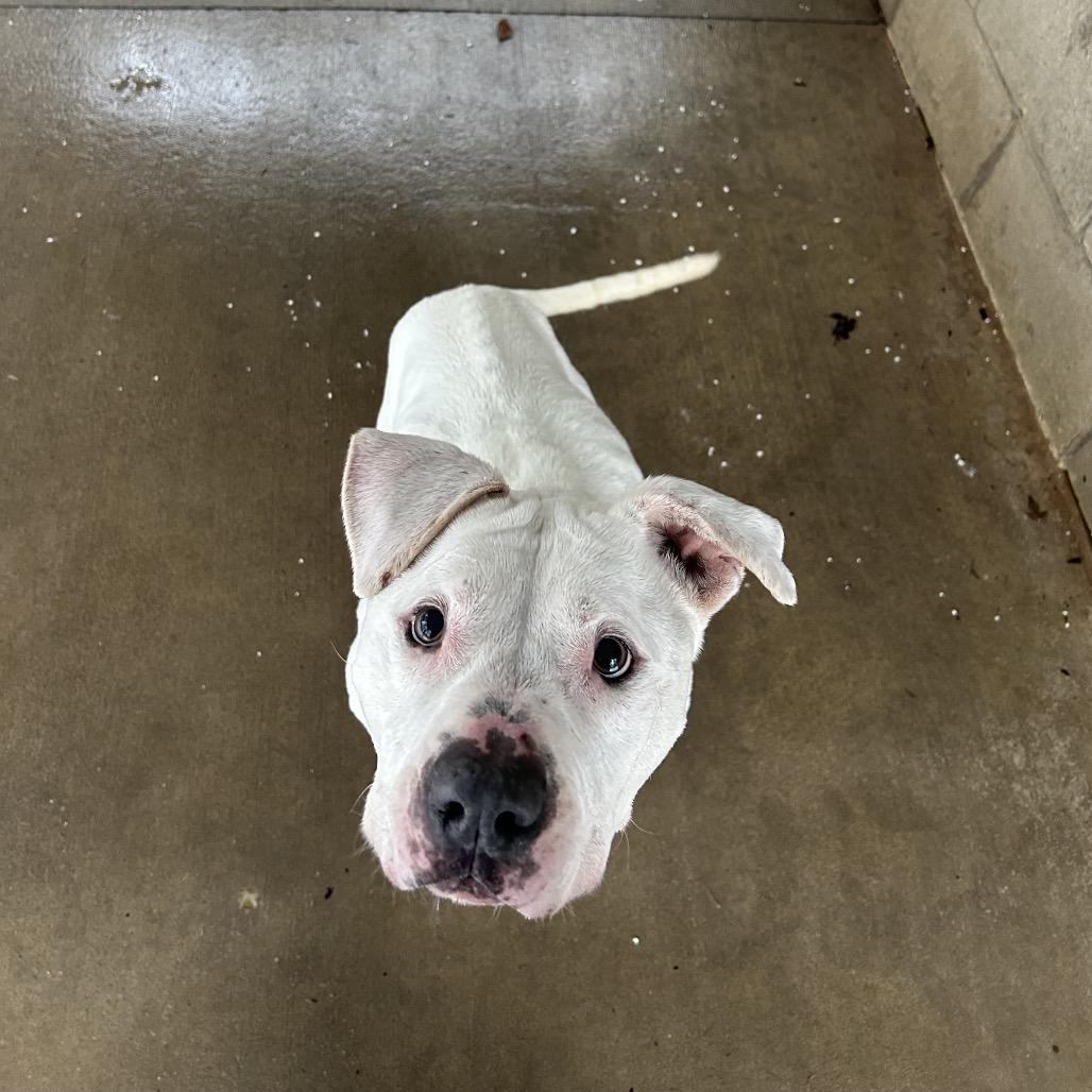 Enlarge Bella, a Adoptable American Bulldog in Greenville, PA image 4/6