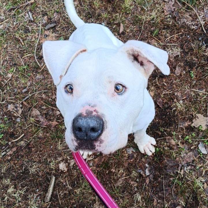 Enlarge Bella, a Adoptable American Bulldog in Greenville, PA image 5/6