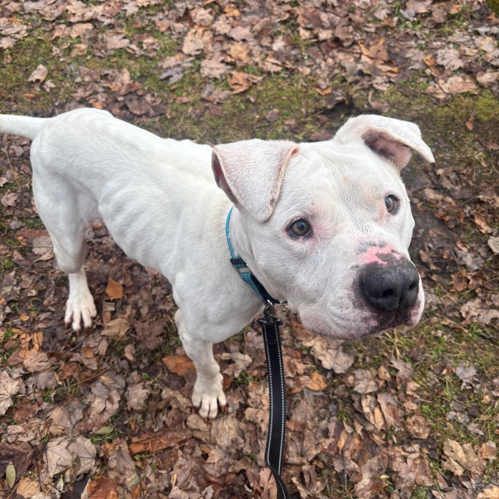 Enlarge Bella, a Adoptable American Bulldog in Greenville, PA image 6/6