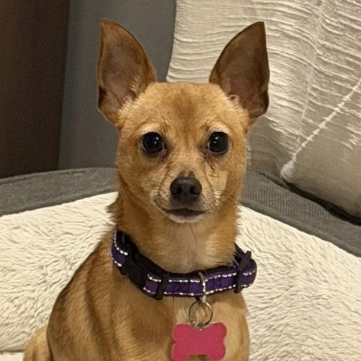 Winnie, Adoptable, Adult Female Chihuahua.