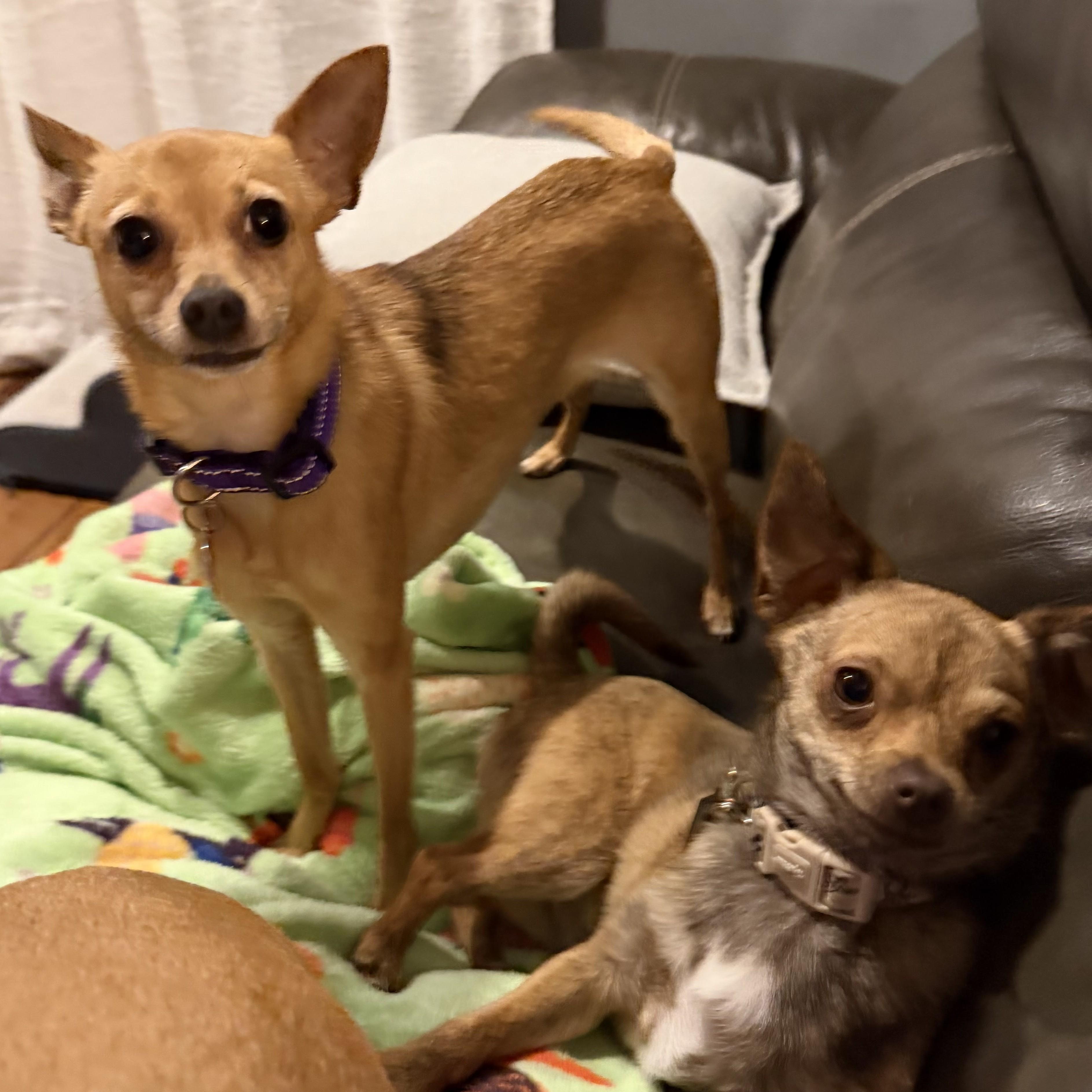 Enlarge Winnie, a Adoptable Chihuahua in Normal, IL image 4/6