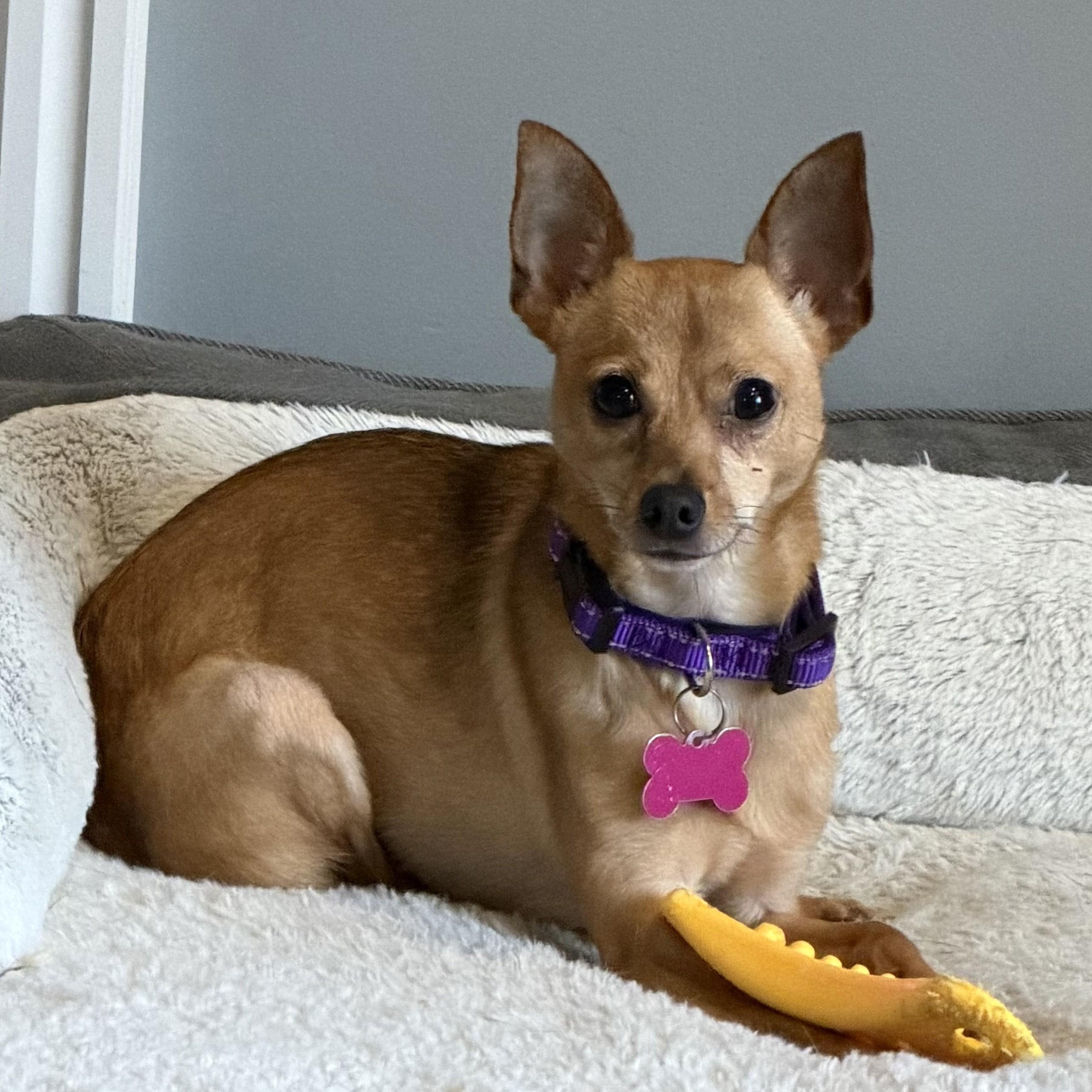 Enlarge Winnie, a Adoptable Chihuahua in Normal, IL image 2/6