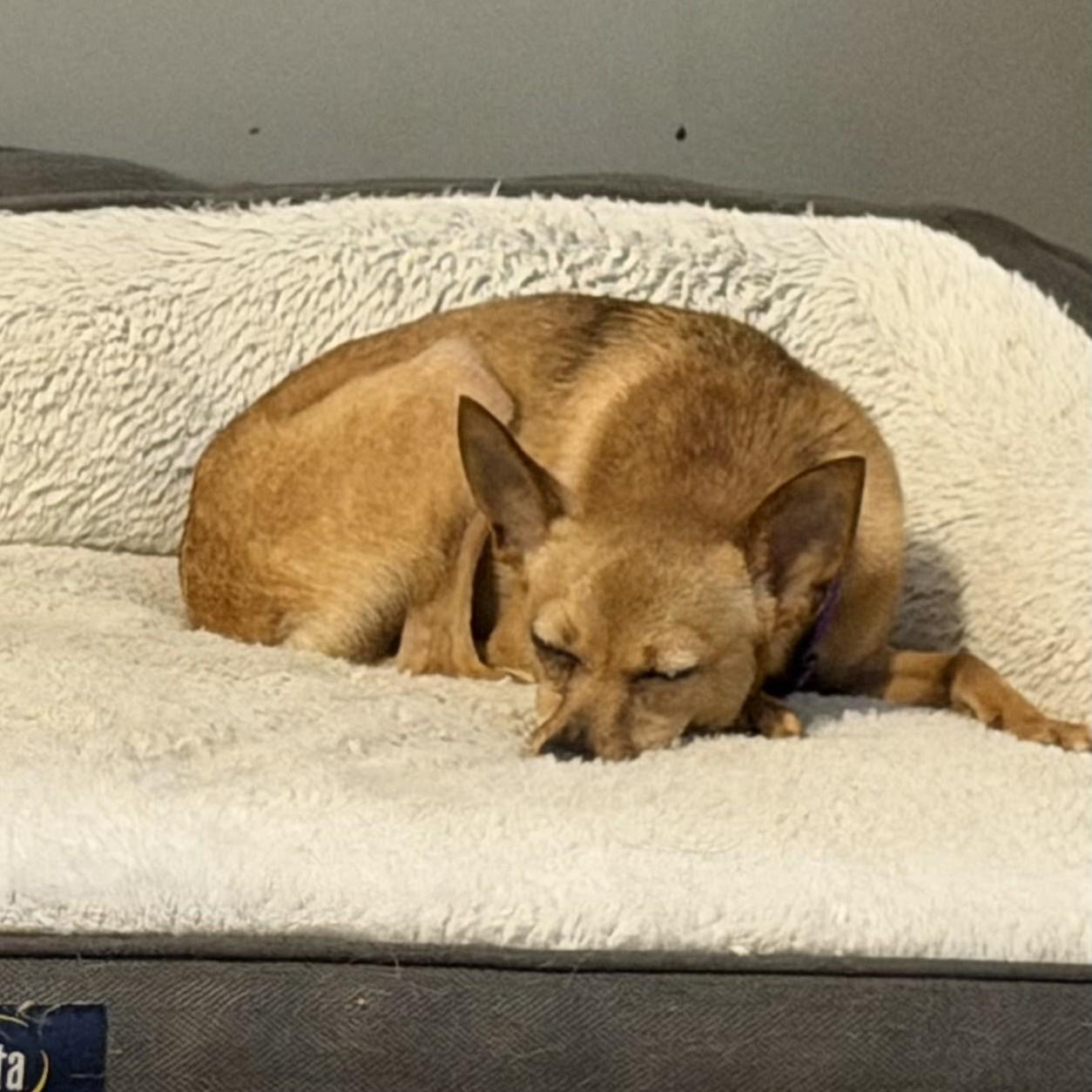 Enlarge Winnie, a Adoptable Chihuahua in Normal, IL image 6/6
