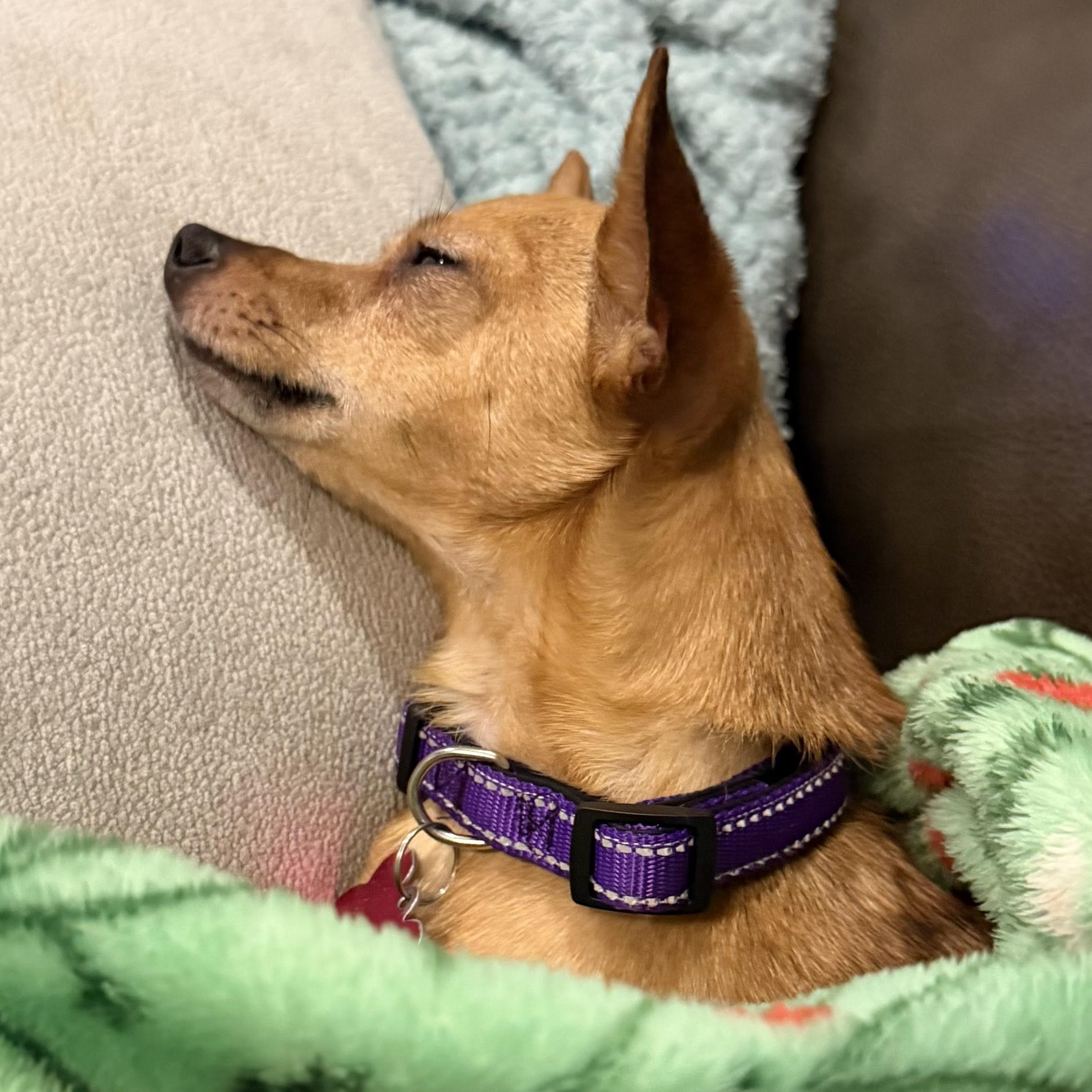 Enlarge Winnie, a Adoptable Chihuahua in Normal, IL image 5/6