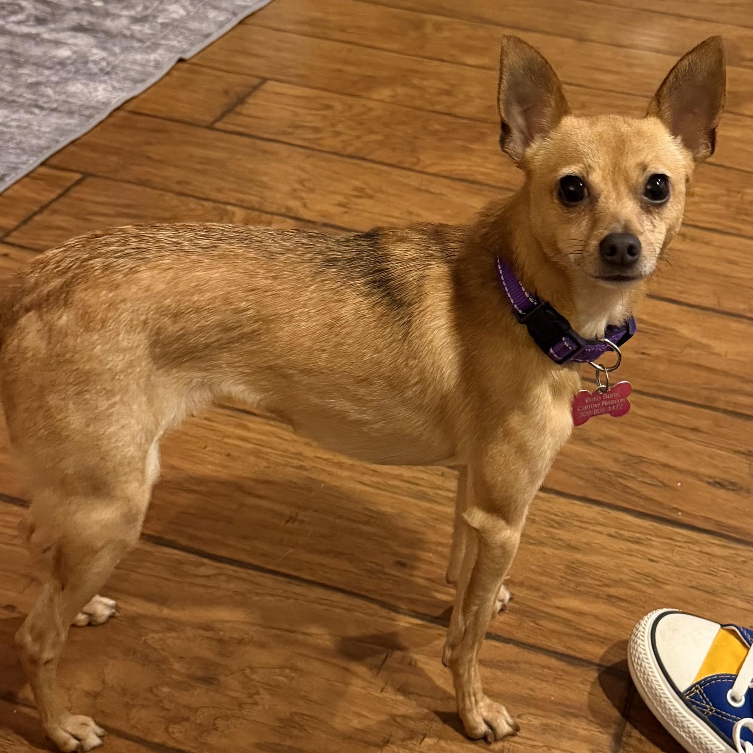 Enlarge Winnie, a Adoptable Chihuahua in Normal, IL image 3/6