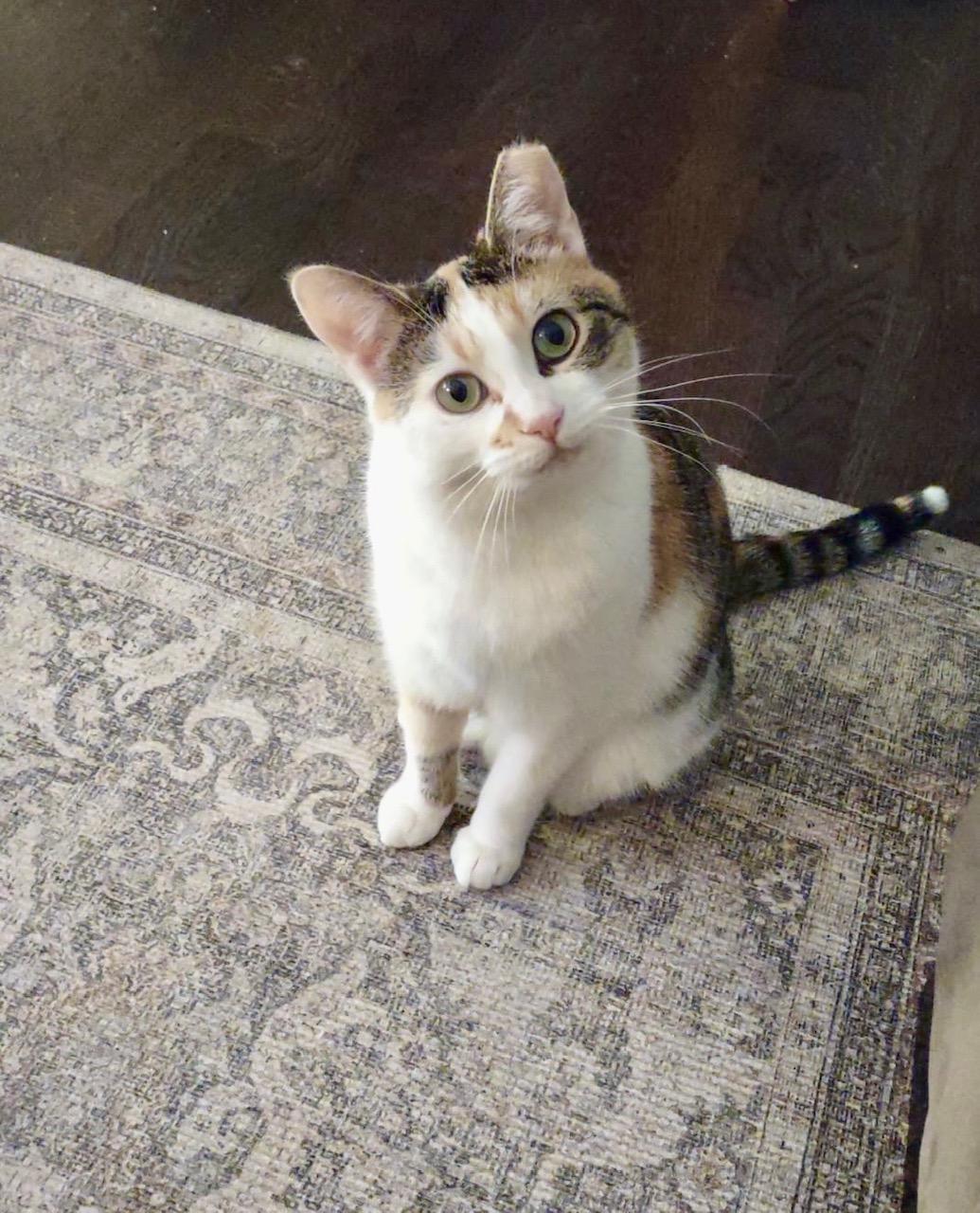 Enlarge Nessie, a ADOPTABLE Domestic Short Hair in Toronto, ON image 3/6