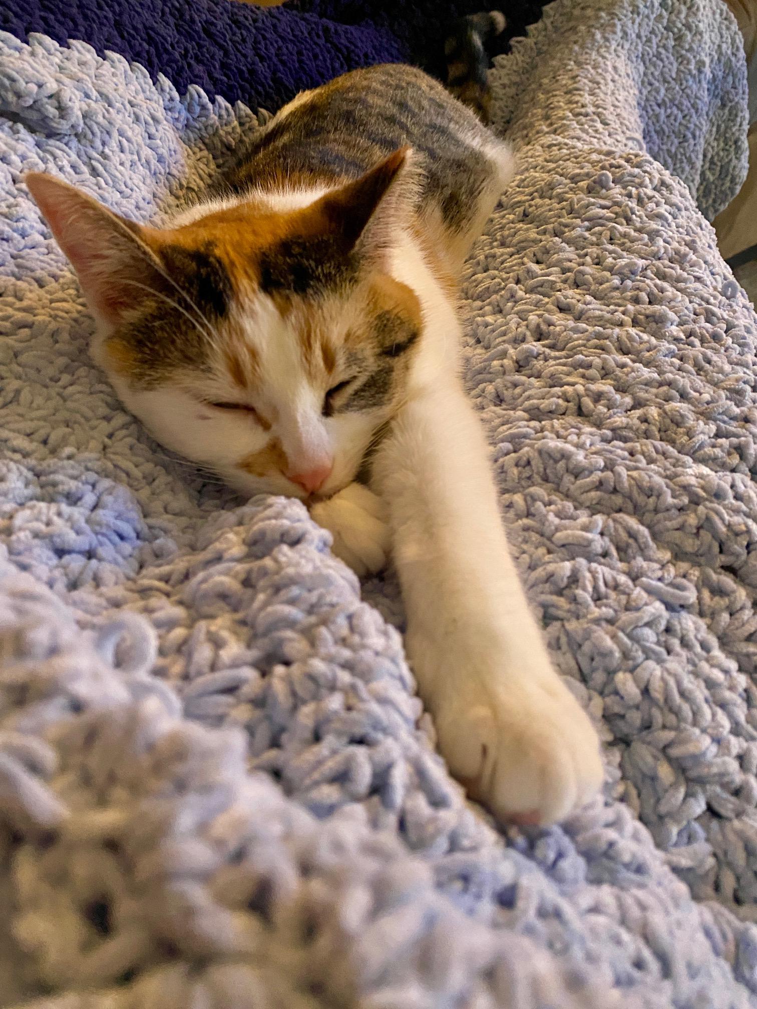 Enlarge Nessie, a ADOPTABLE Domestic Short Hair in Toronto, ON image 6/6