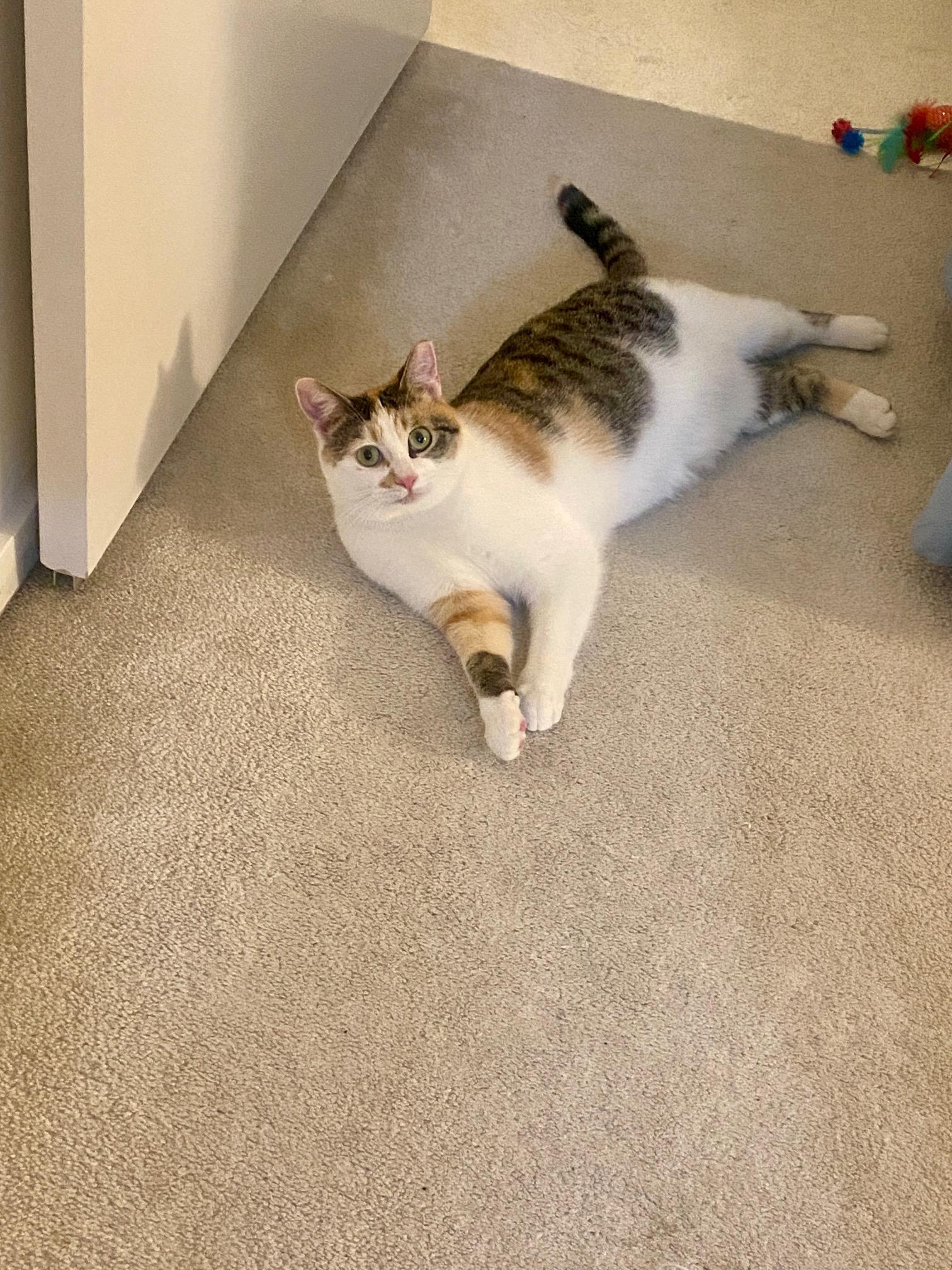 Enlarge Nessie, a ADOPTABLE Domestic Short Hair in Toronto, ON image 2/6