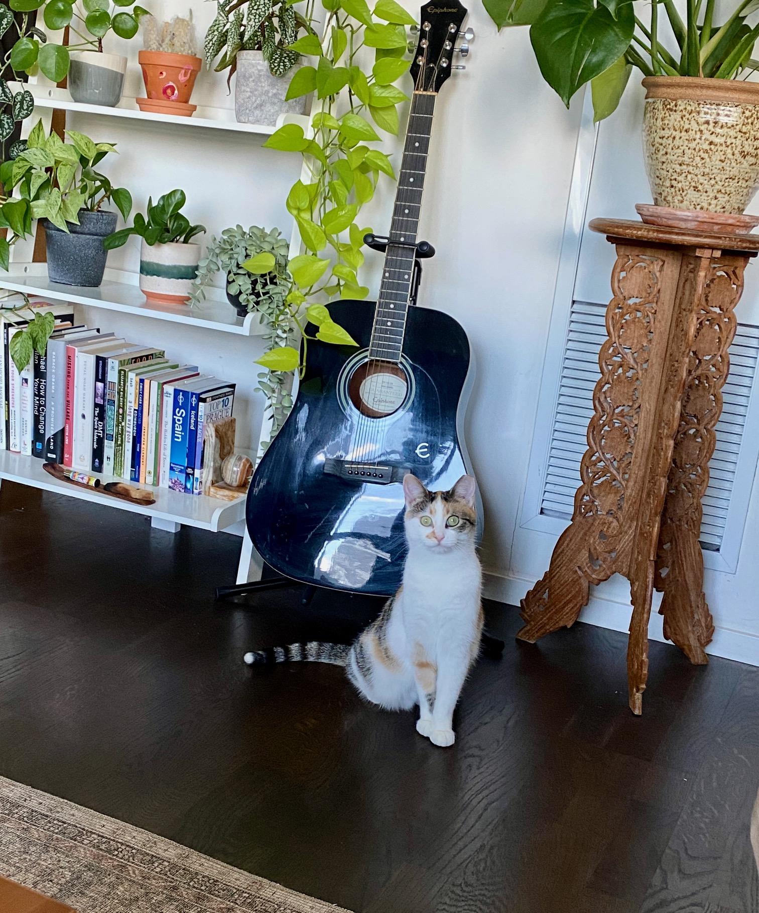 Enlarge Nessie, a ADOPTABLE Domestic Short Hair in Toronto, ON image 1/6