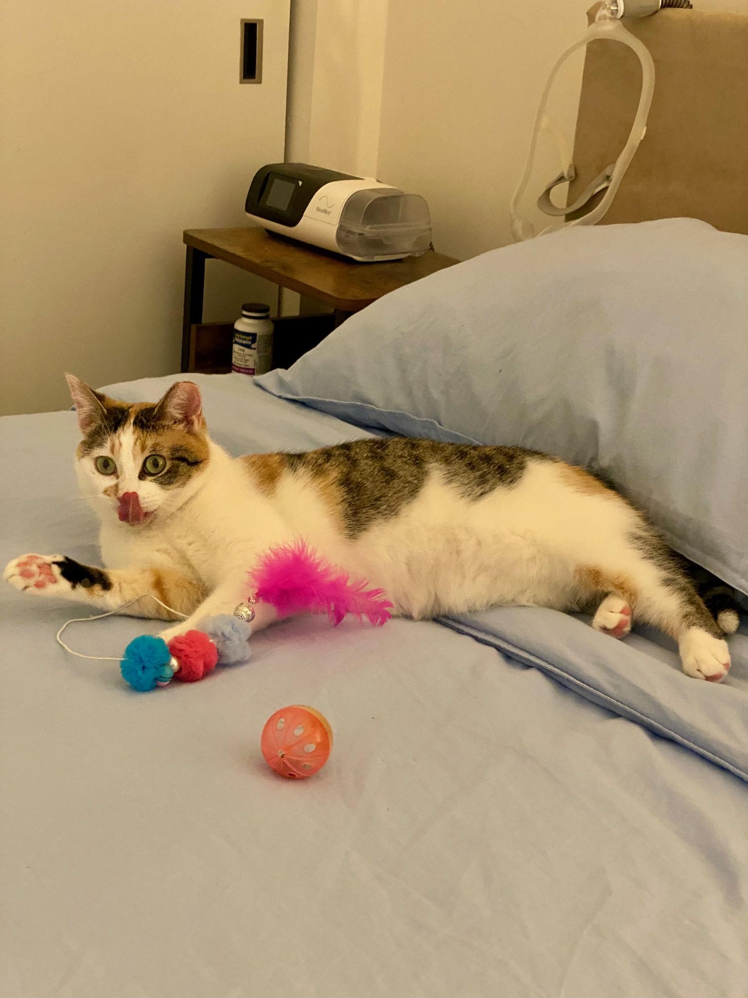 Enlarge Nessie, a ADOPTABLE Domestic Short Hair in Toronto, ON image 4/6