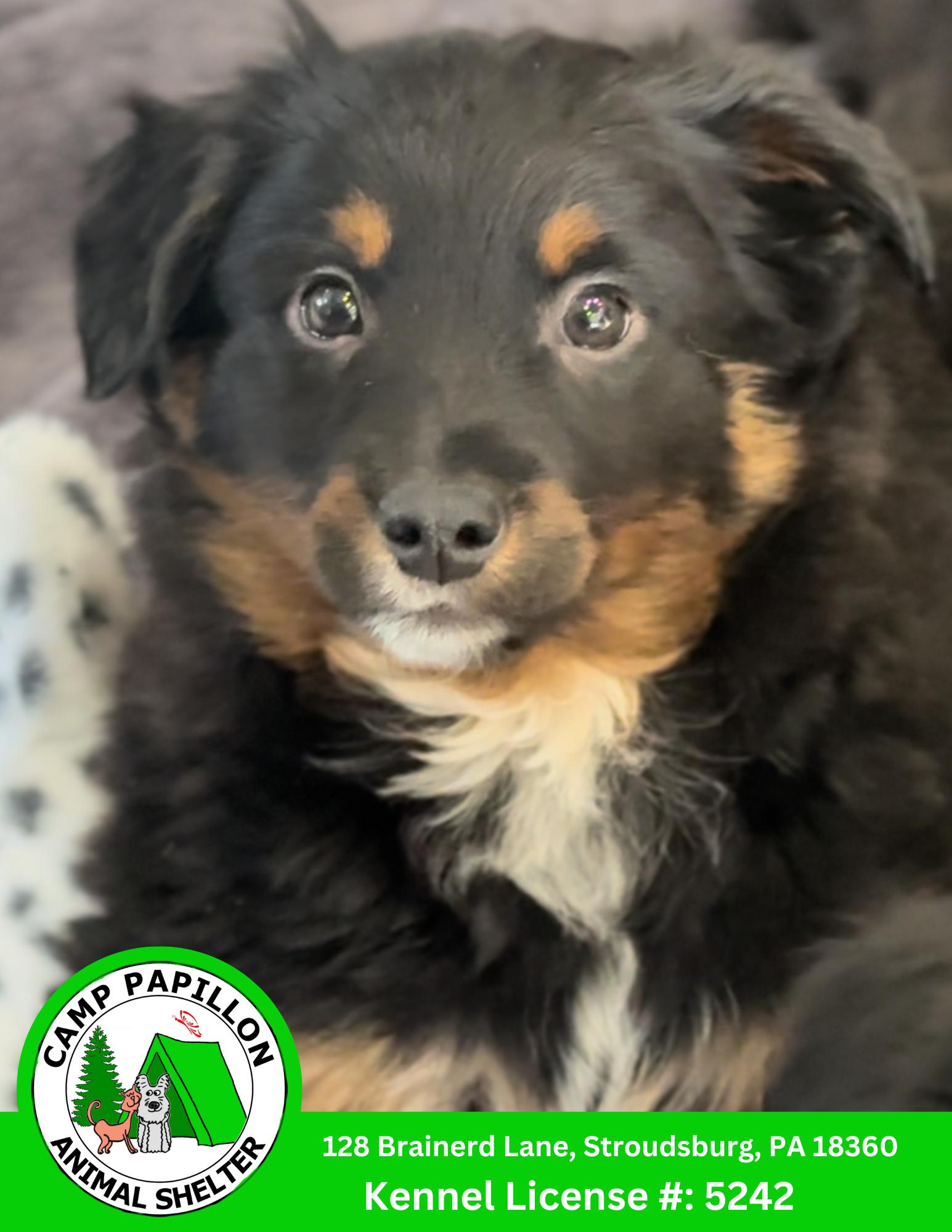 PonyBoy, Adoptable, Young Male Poodle & Golden Retriever.