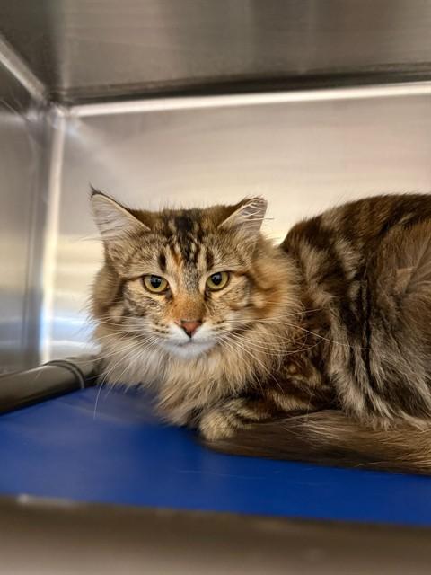 CHARLOTTE, Adoptable, Young Female Domestic Medium Hair.