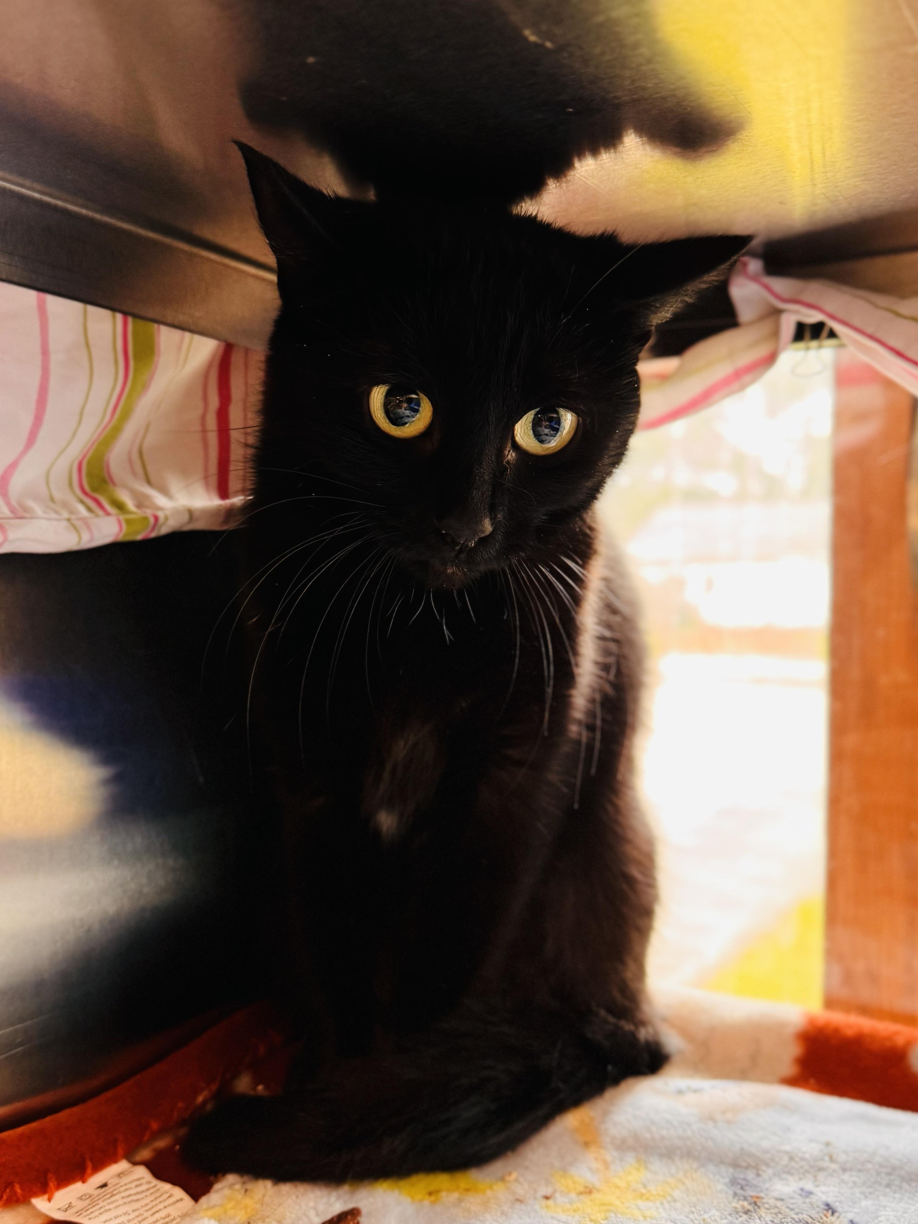 Carnival, an adopted Domestic Short Hair in Midland, MI image 1/3