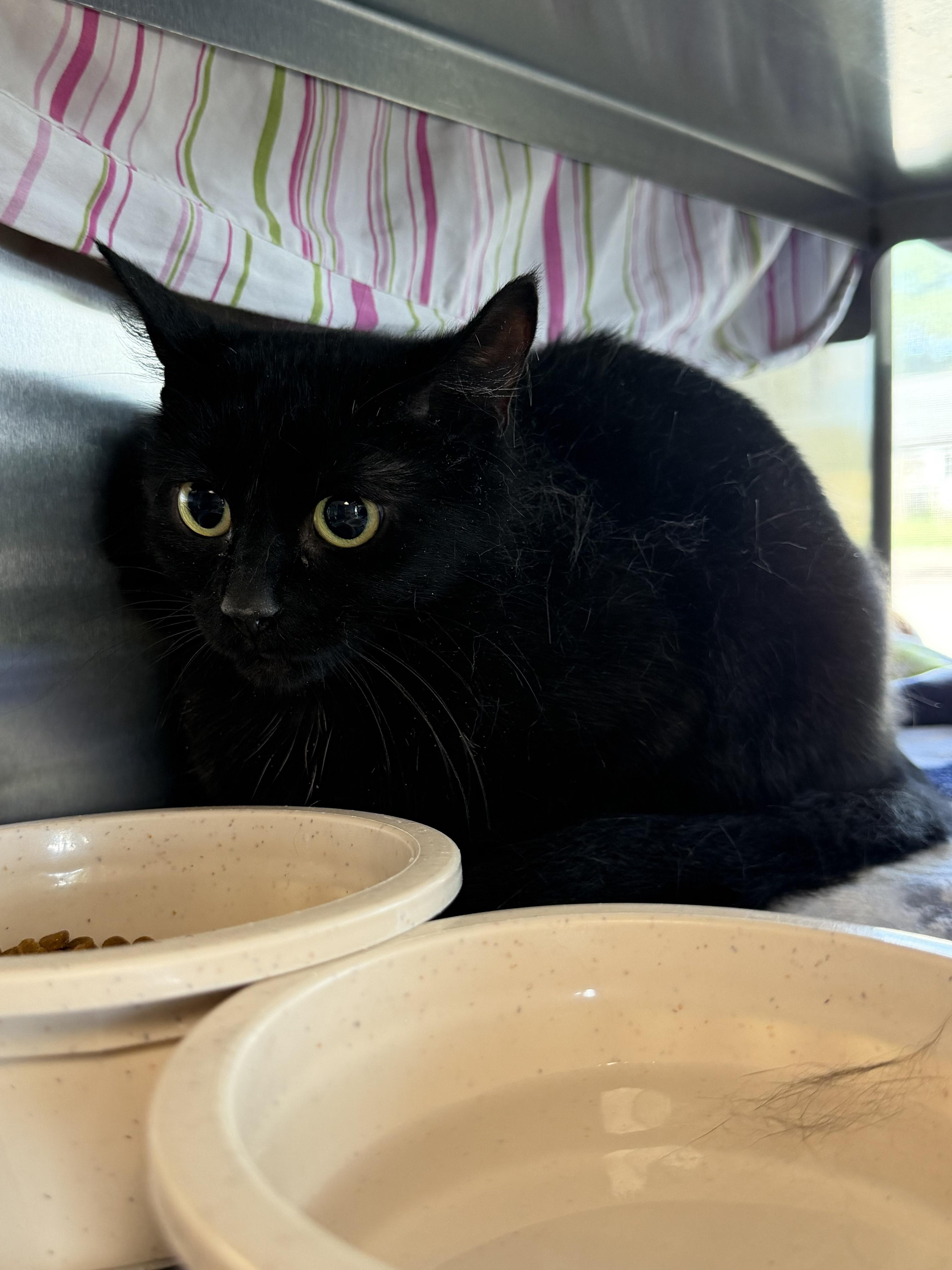 Carnival, an adopted Domestic Short Hair in Midland, MI image 2/3