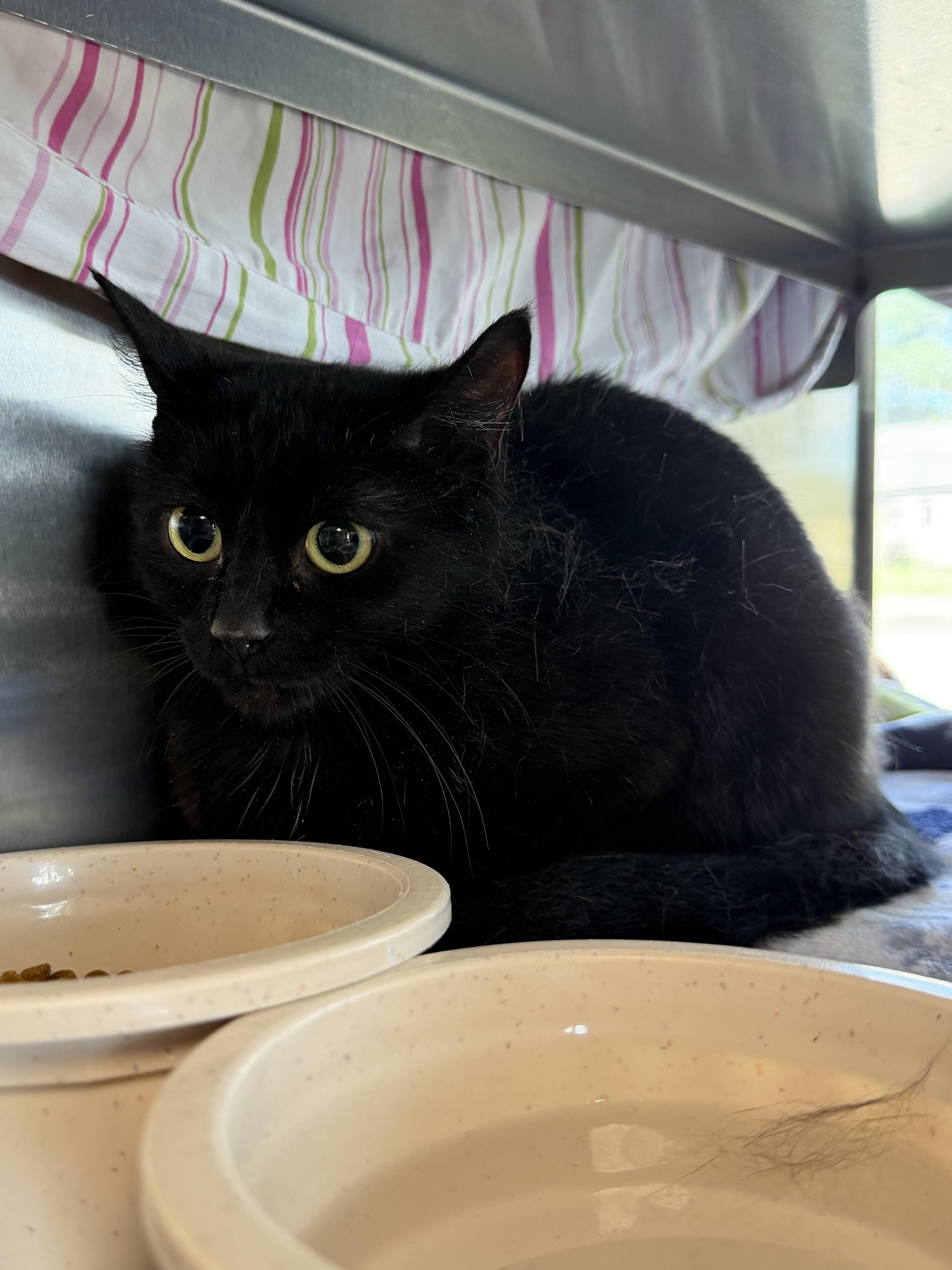 Carnival, an adopted Domestic Short Hair in Midland, MI image 3/3