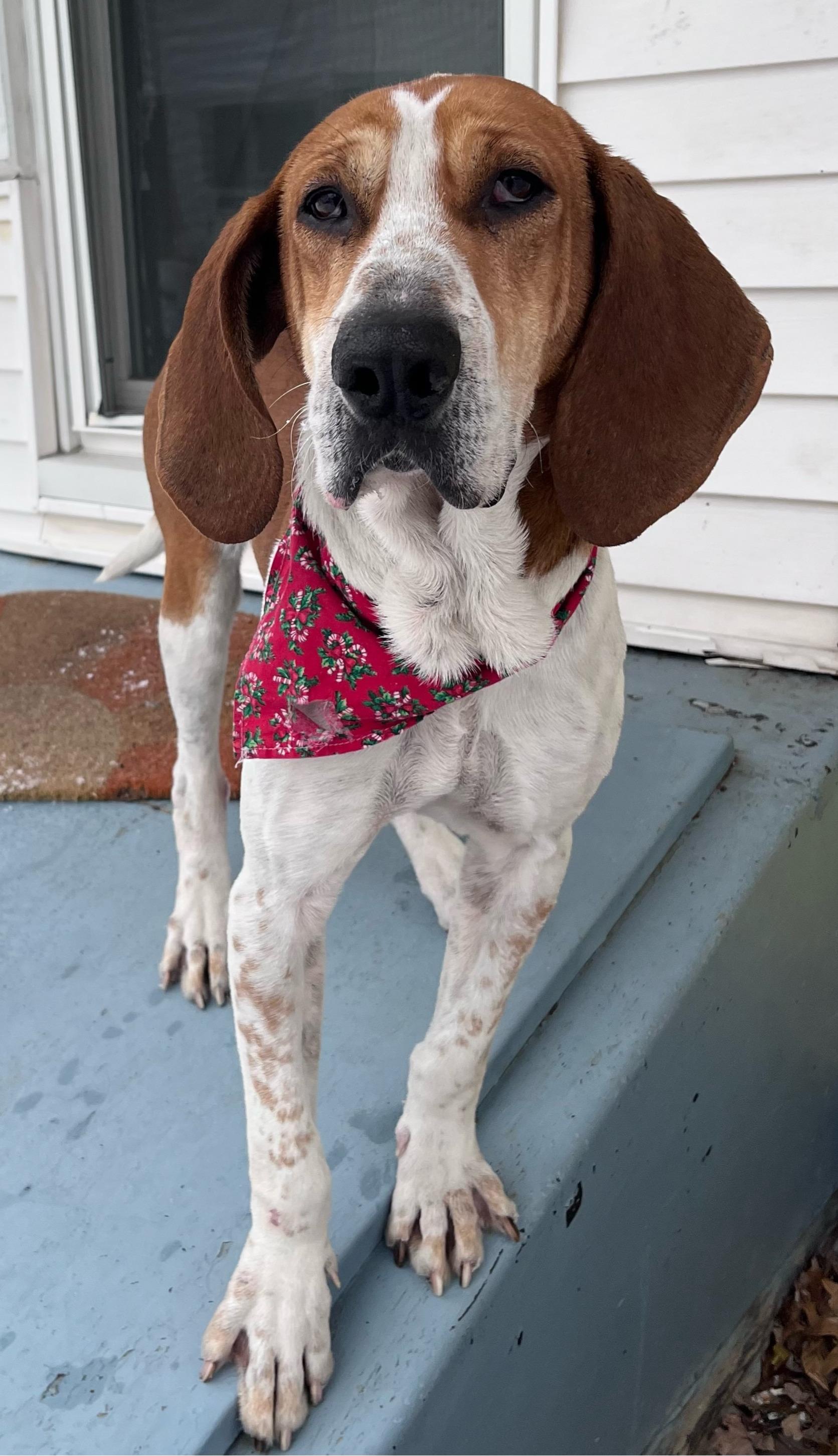 Enlarge Ringo, a ADOPTABLE mixed breed in Lexington, MA image 1/4