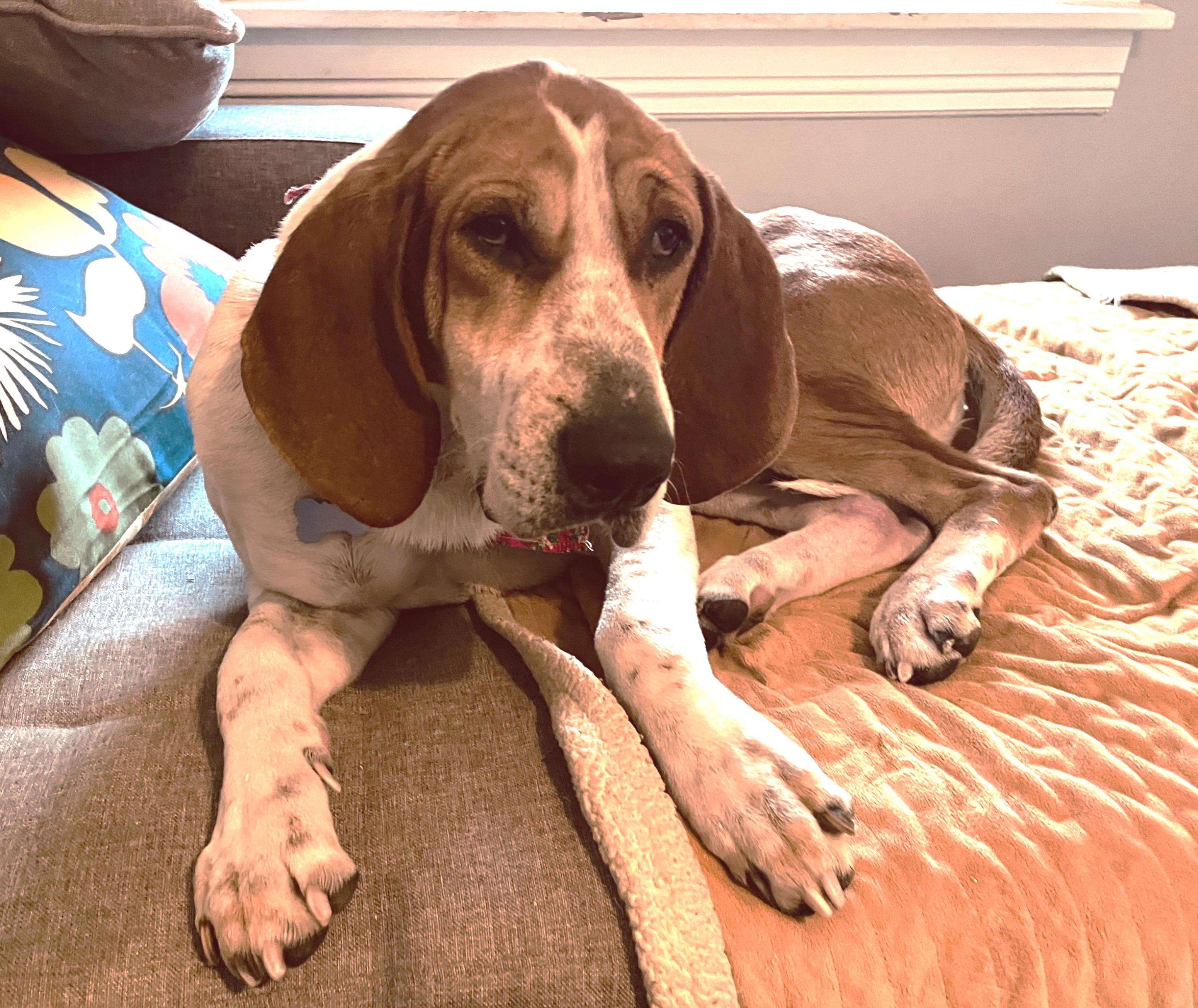 Enlarge Ringo, a ADOPTABLE mixed breed in Lexington, MA image 2/4