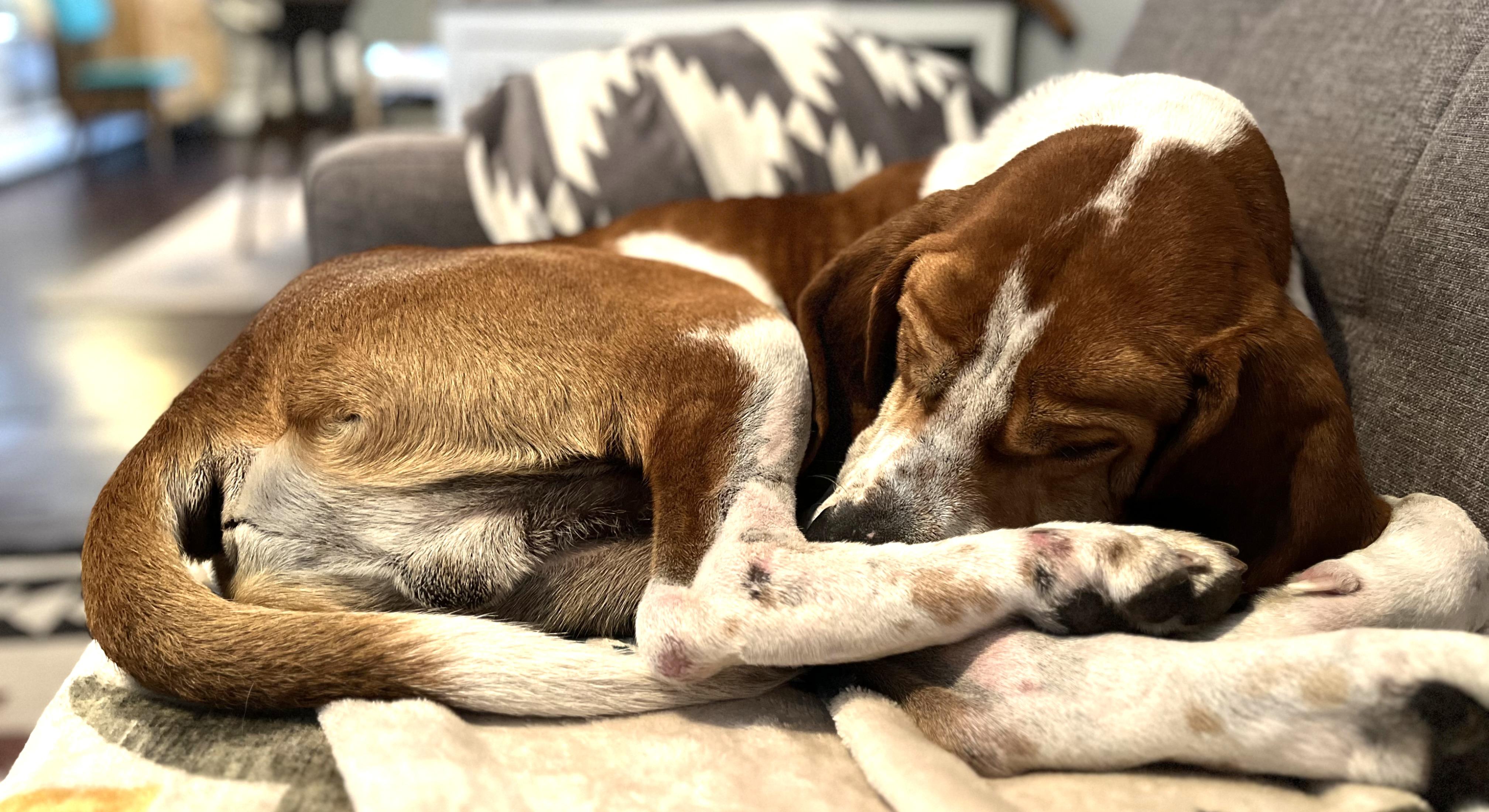 Enlarge Ringo, a ADOPTABLE mixed breed in Lexington, MA image 3/4